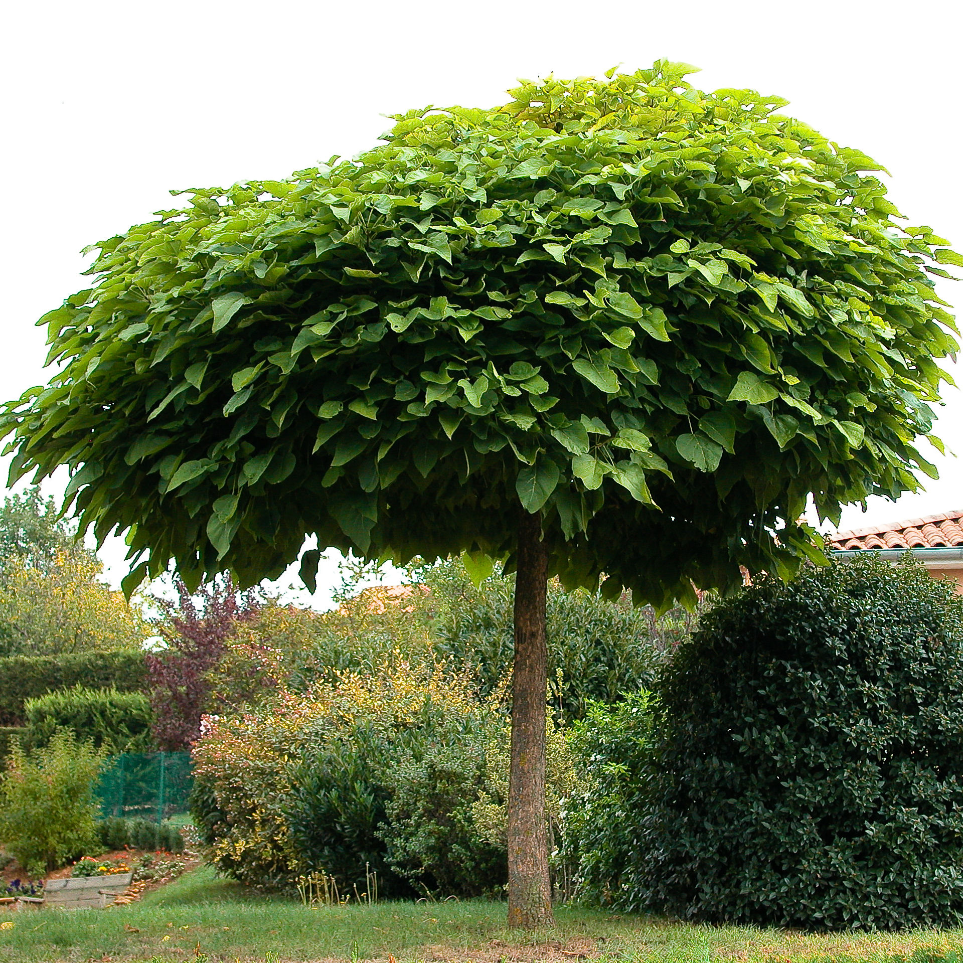 Catalpa boule - Vente en ligne au meilleur prix