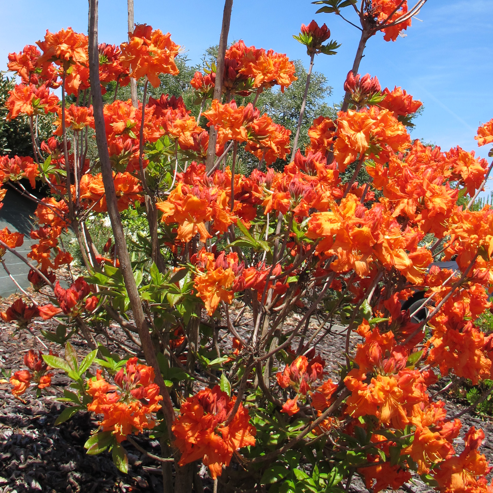 Azalea mollis - Azalée de jardin Oranje 40 - 50 cm en pot