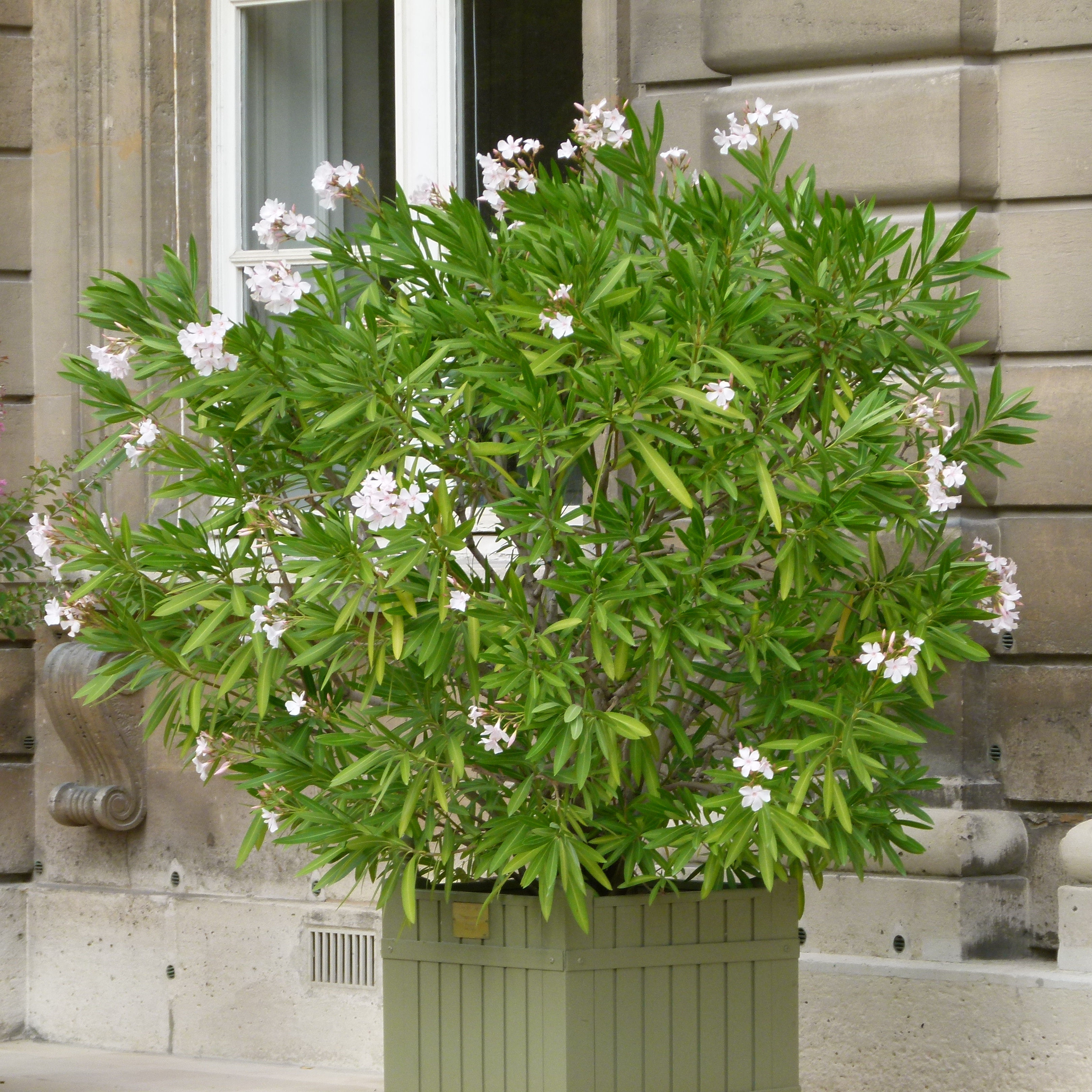 Laurier rose Fleurs blanches Vente en ligne au meilleur prix — free download