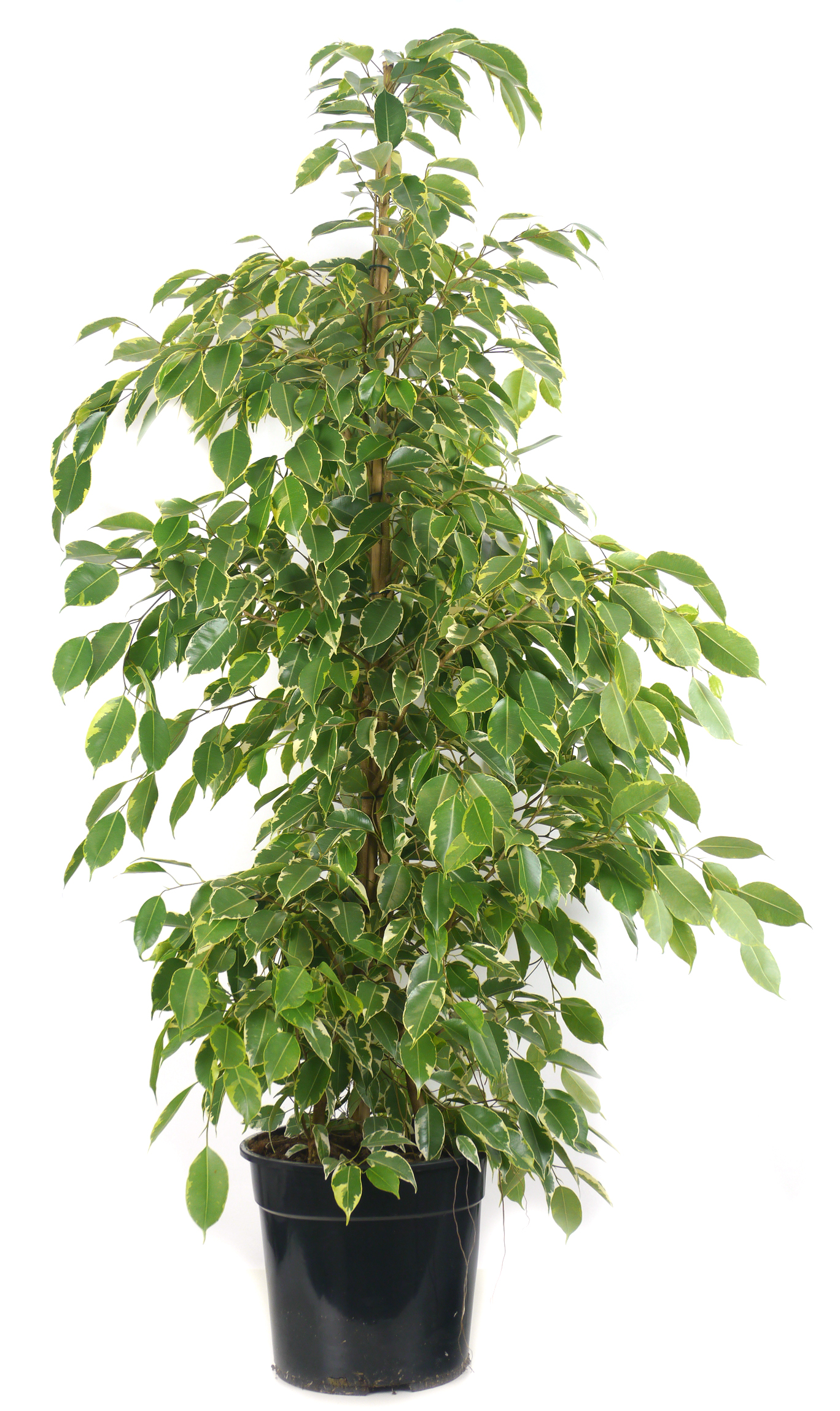 Ficus 'Golden King' - Vente en ligne au meilleur prix
