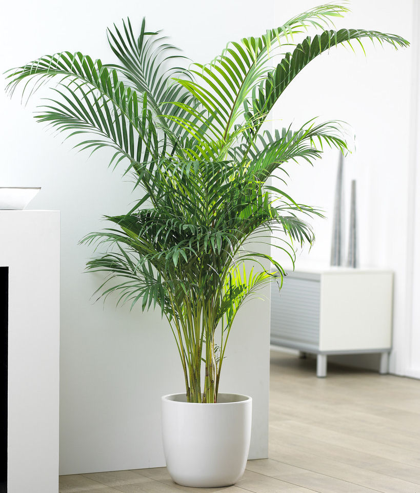 Areca - Vente en ligne au meilleur prix