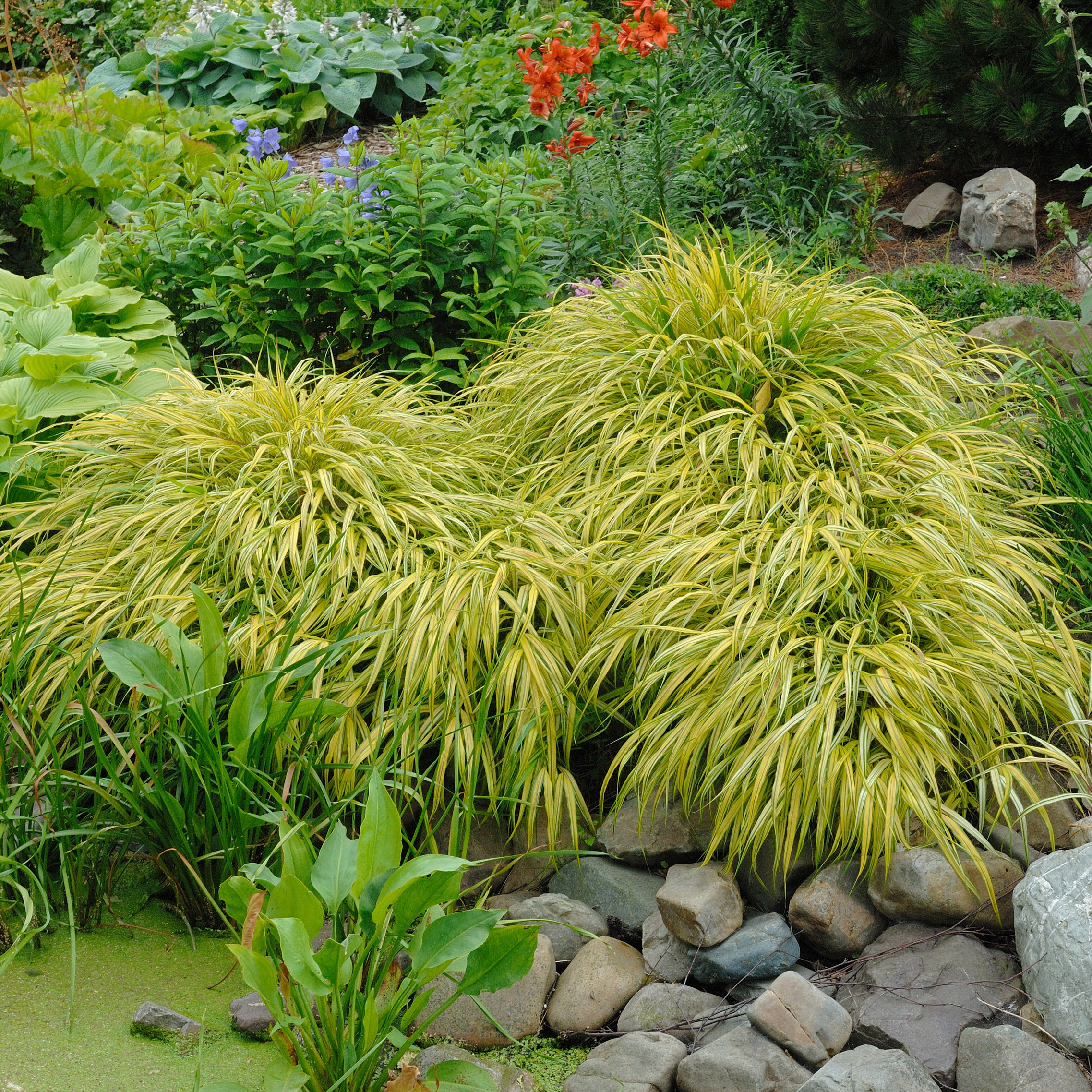 Herbe du Japon 'All gold' - Vente en ligne au meilleur prix