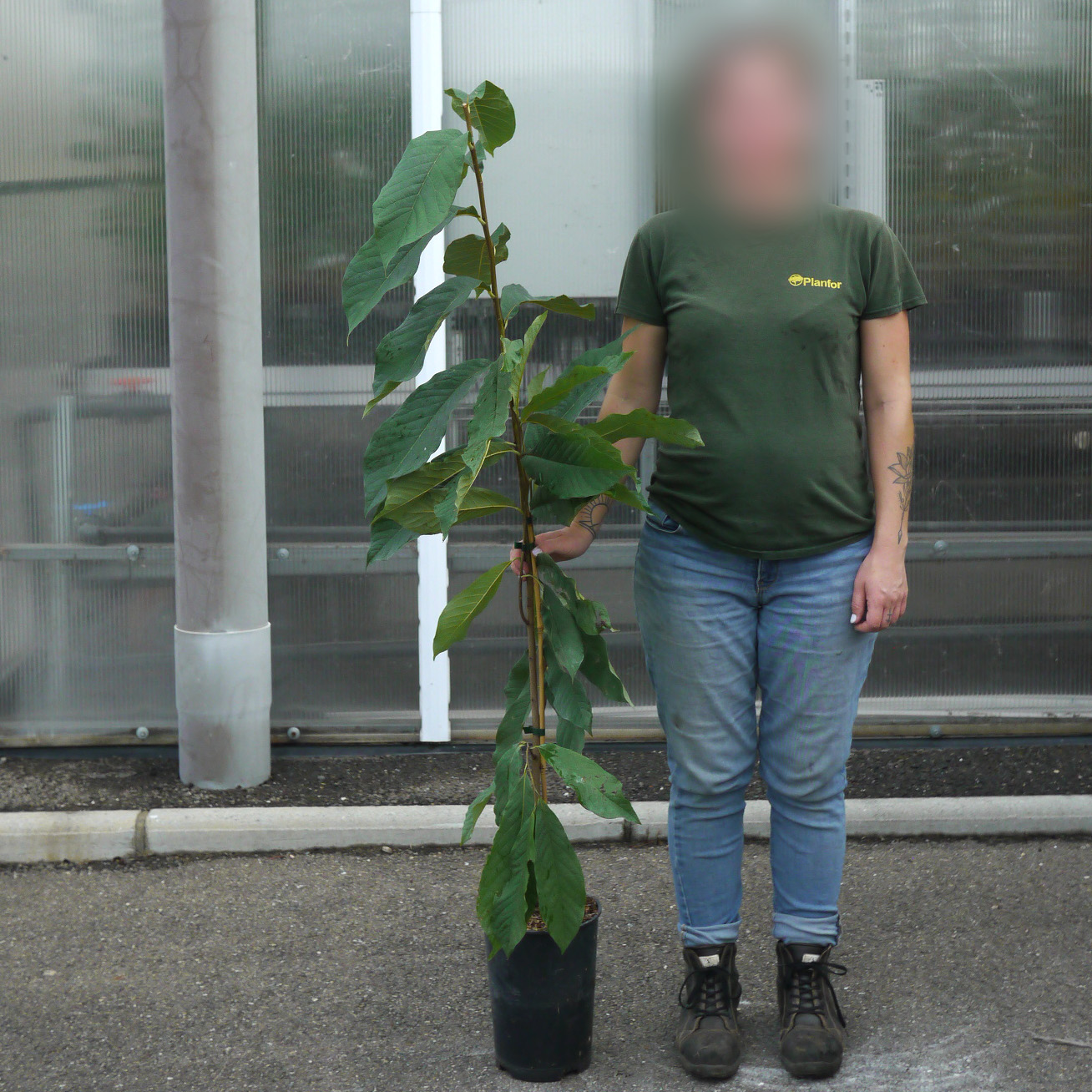 Pêcher Nectarines Jaunes En Pot - Arbre Fruitier Greffé, 150-170 Cm - Facile à Cultiver En Balcon Ou Jardin