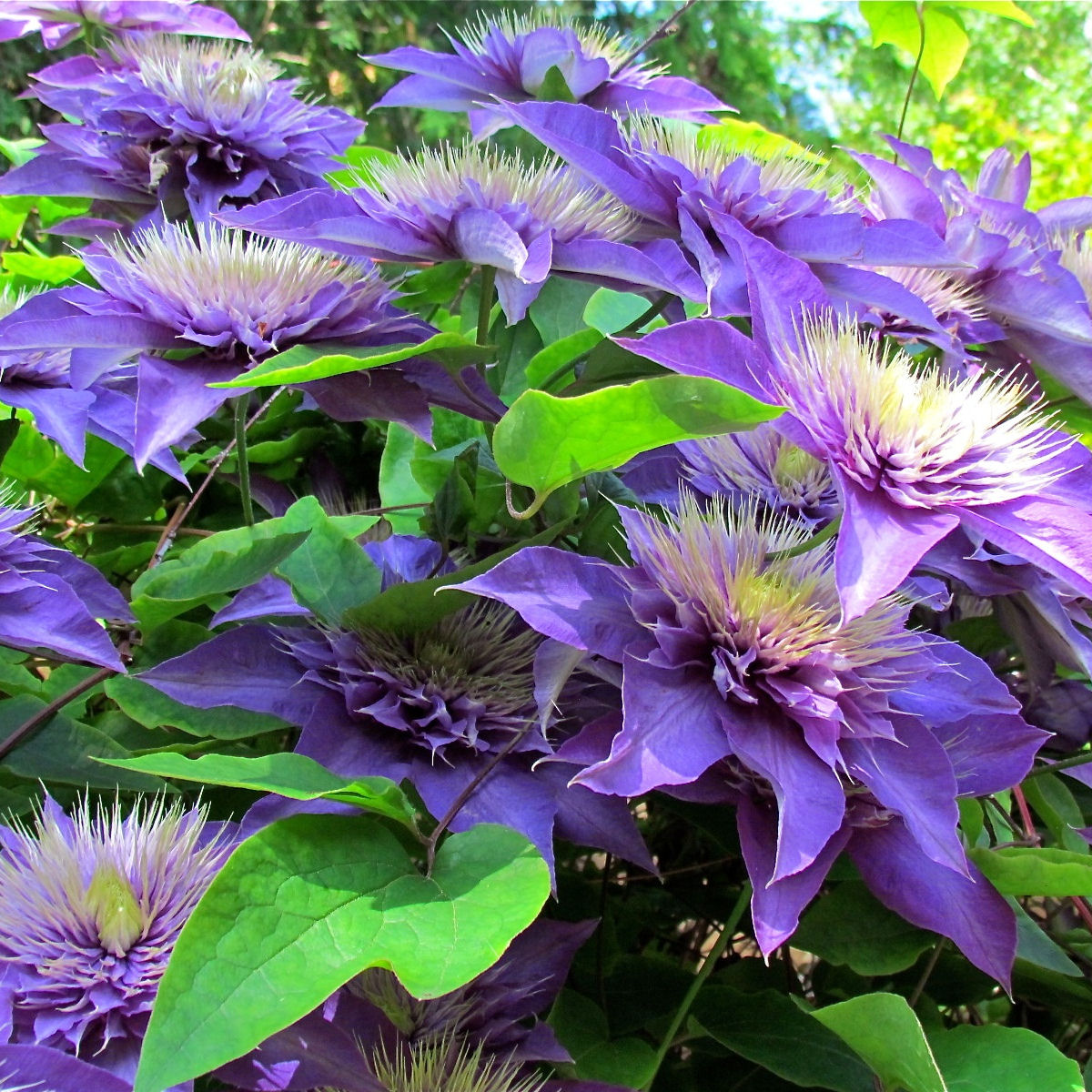 Clématite 'Multiblue' - Plante Grimpante à Fleurs Bleues, Pot De Jardin, Résistante