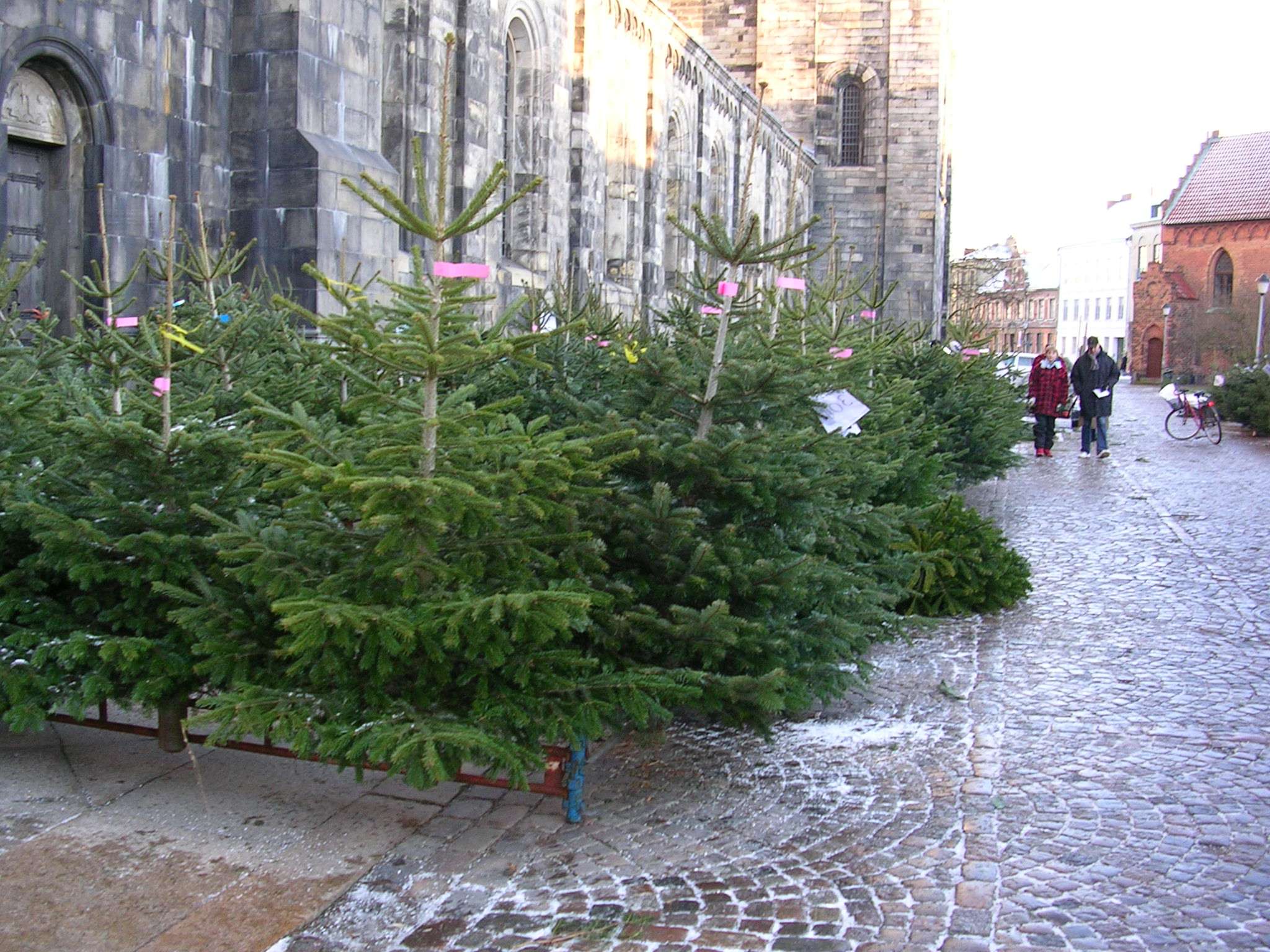 Sapin De Nordmann 150 Cm En Pot – Plante De Noël Vivante, Aiguilles Qui Ne Tombent Pas, Réutilisable