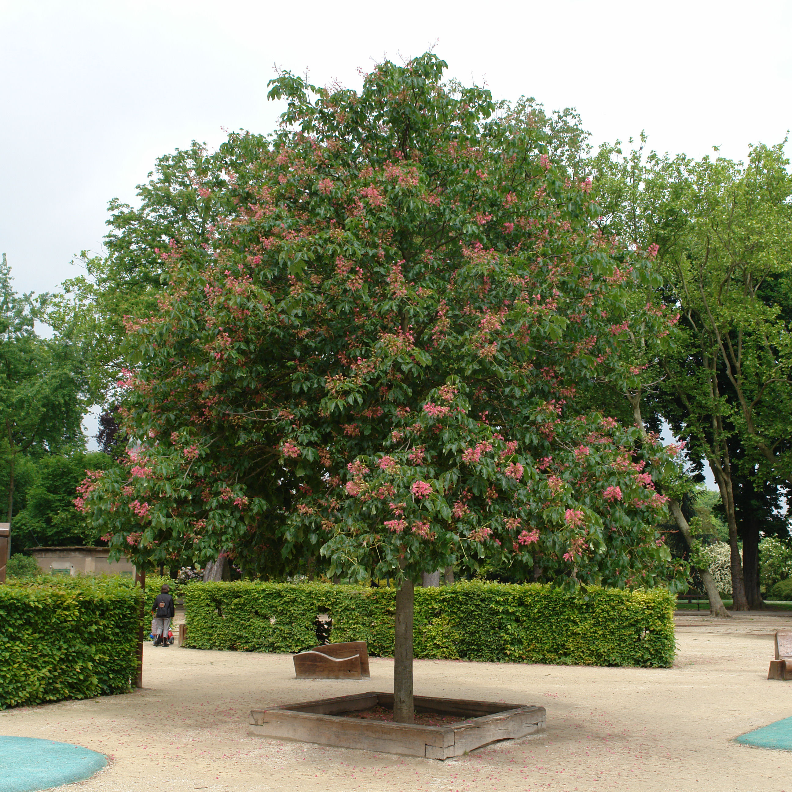 Marronnier à fleurs rouges - Vente en ligne au meilleur prix