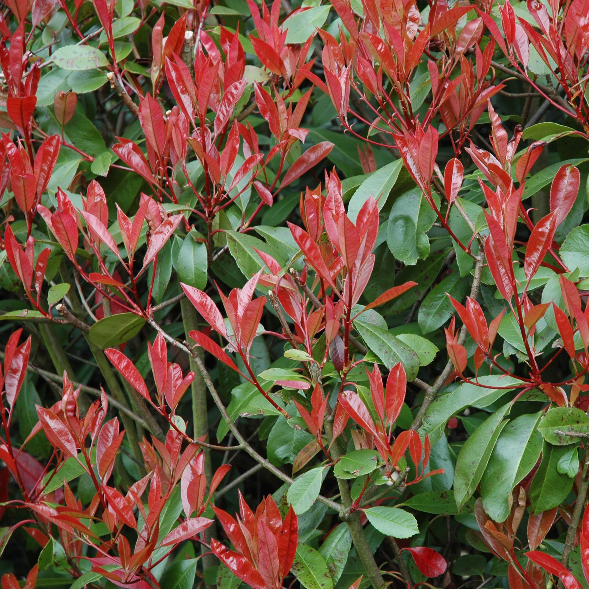 Photinia 'Red Robin' - Vente en ligne au meilleur prix