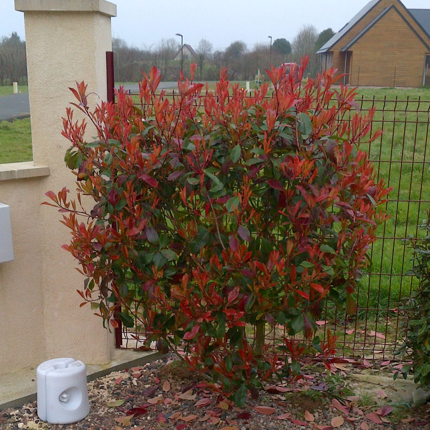 Photinia 'Red Robin' - Vente en ligne au meilleur prix