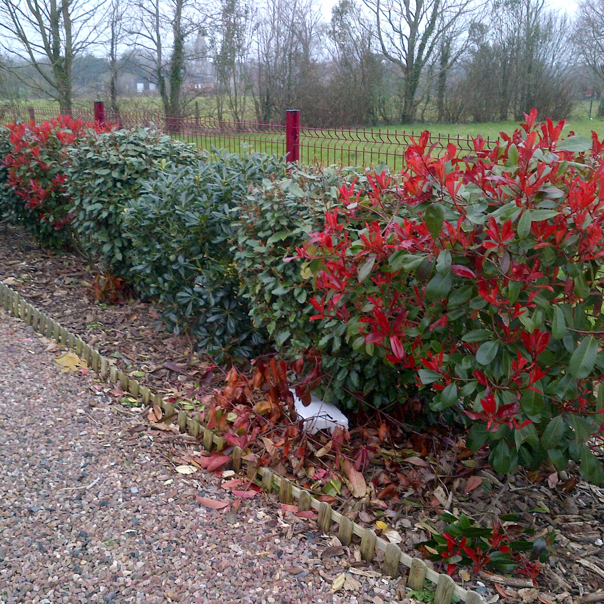 Photinia 'Red Robin' - Vente en ligne au meilleur prix