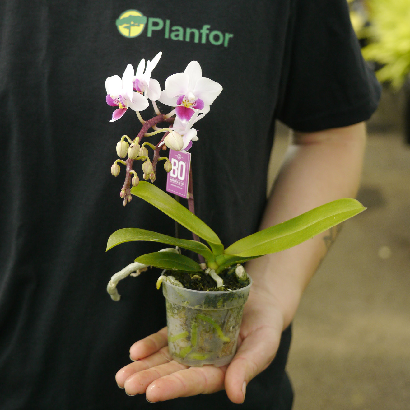 Promo Mini Phalaenopsis Avec Cache Pot Céramique chez E.Leclerc