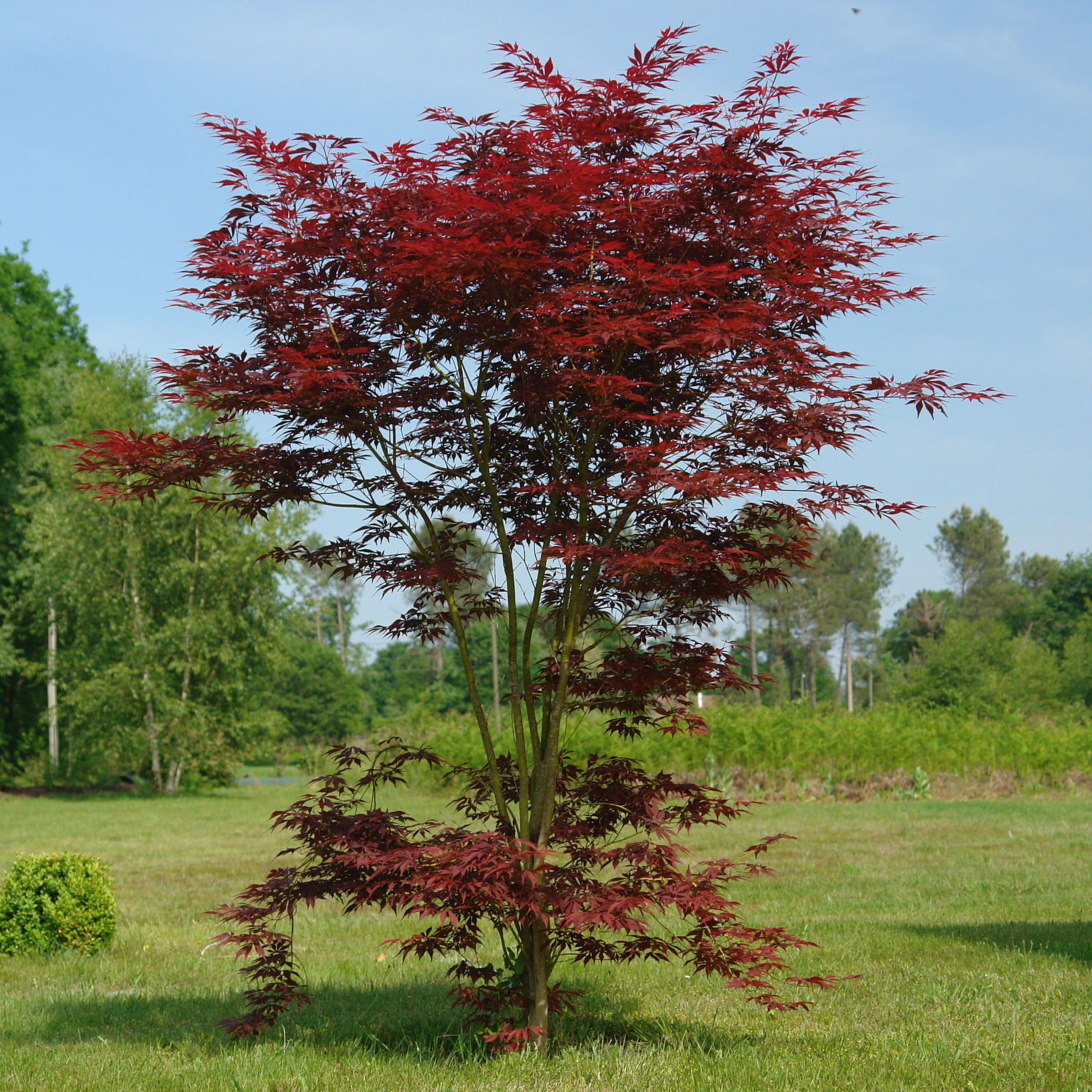 Érable Du Japon Pourpre Acer 'Atropurpureum' - Arbre Jardinier En Pot