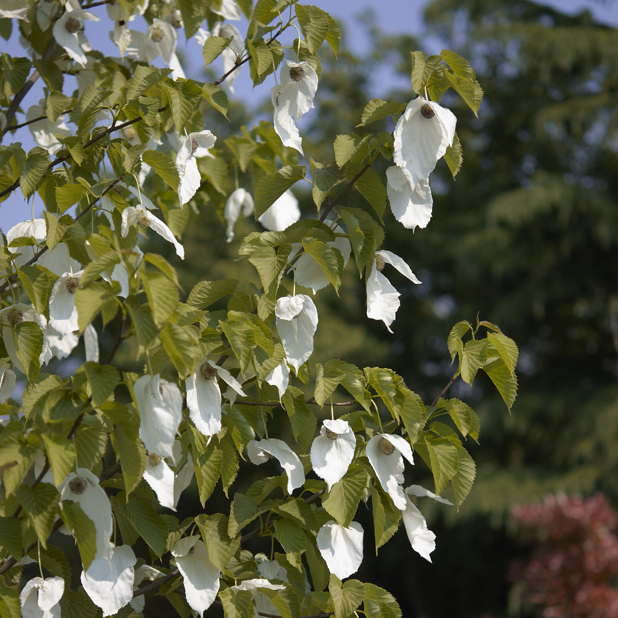 Arbre aux mouchoirs Vente en ligne au meilleur prix — free download