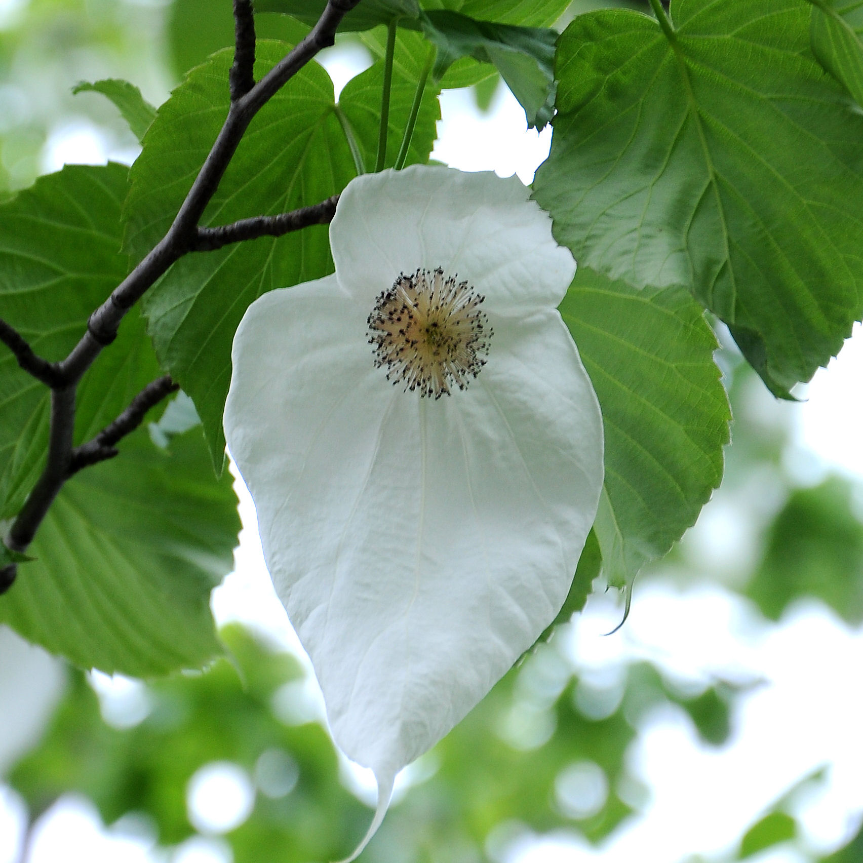 Arbre aux mouchoirs Vente en ligne au meilleur prix — free download