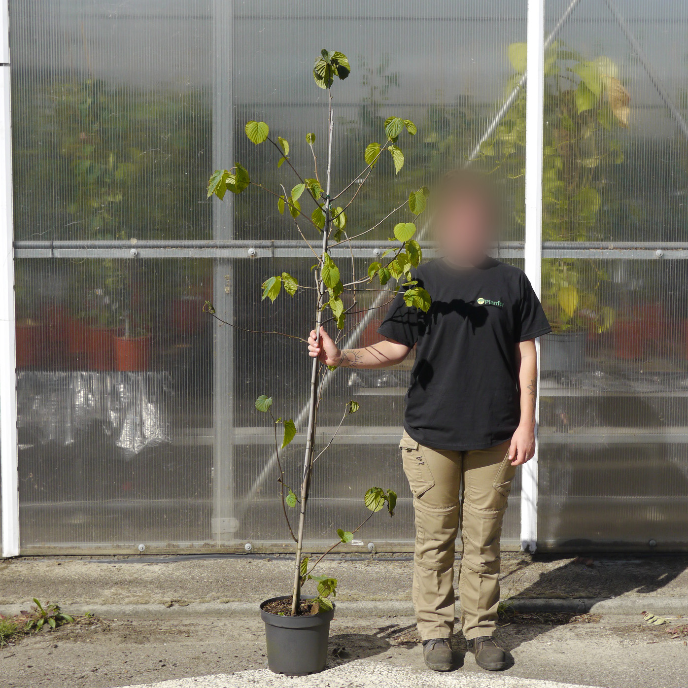 Arbre aux mouchoirs Vente en ligne au meilleur prix — free download