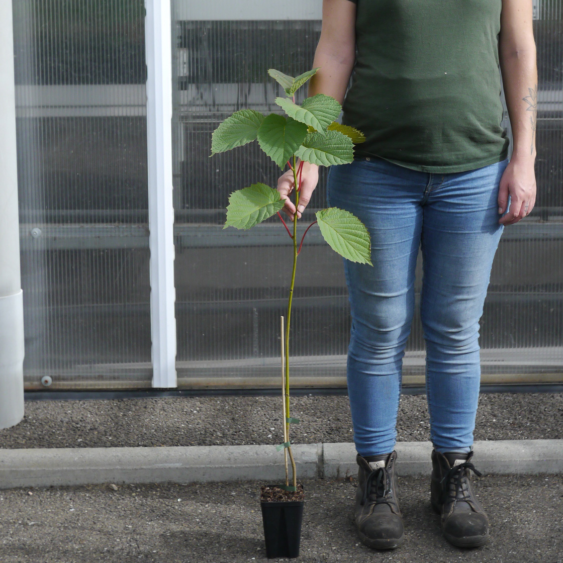 Arbre aux mouchoirs Vente en ligne au meilleur prix — free download