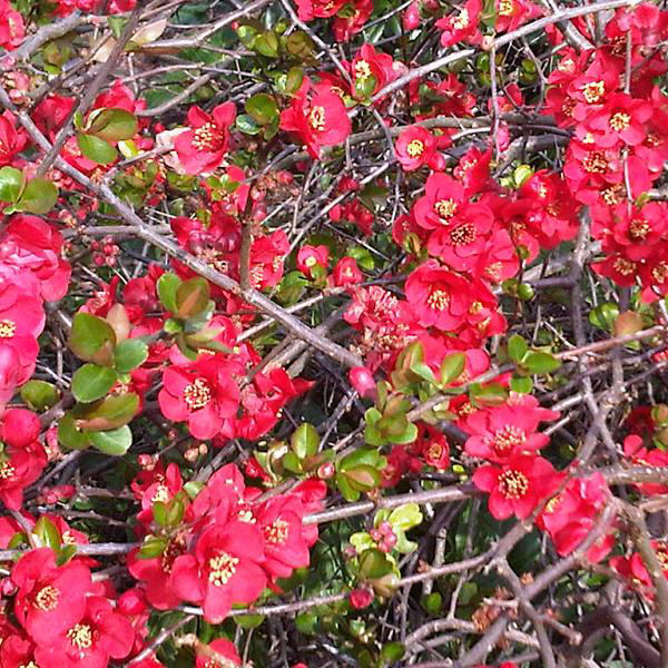 Chaenomeles x superba Hollandia - Cognassier du Japon rouge foncé