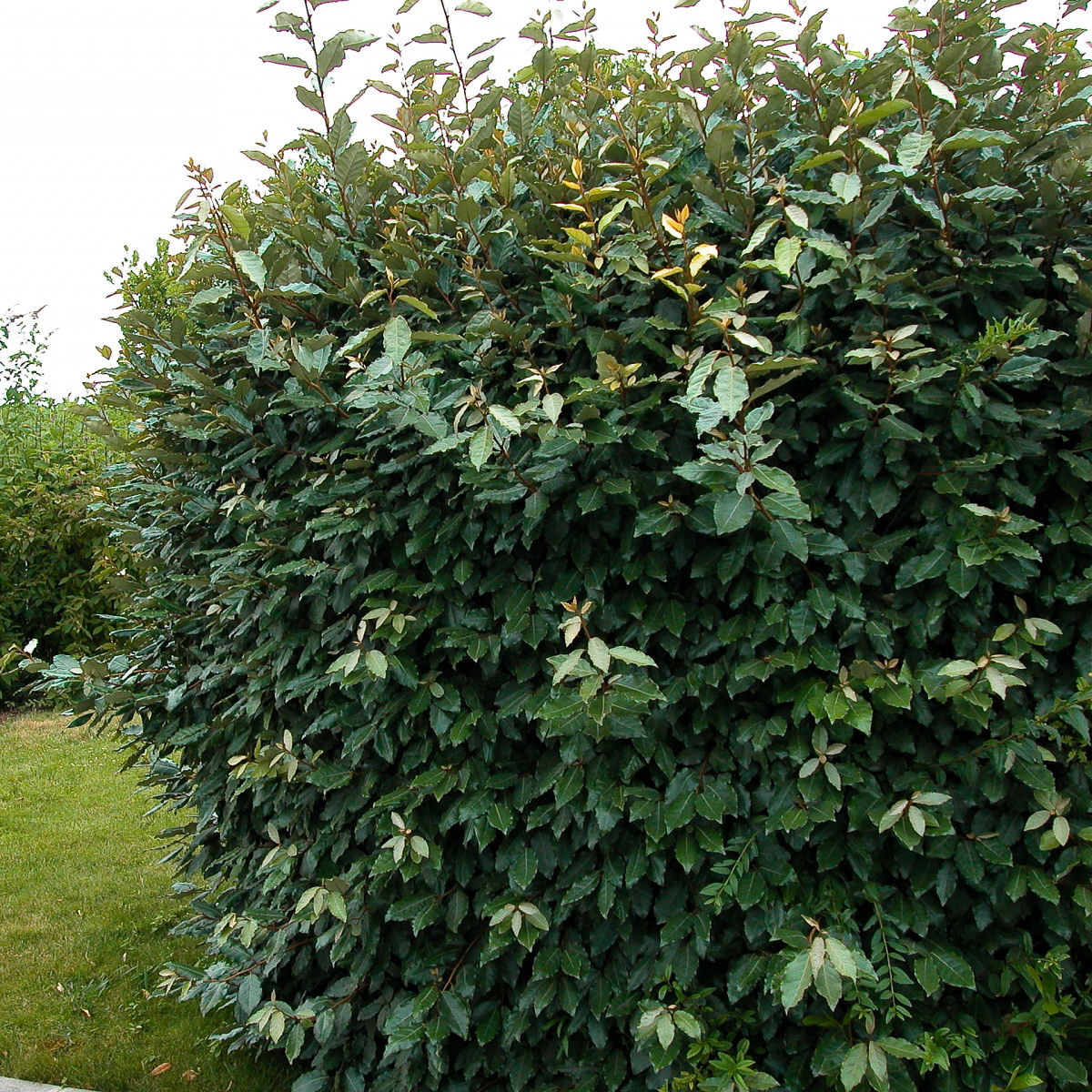 Eleagnus Ebbingei Vente En Ligne Au Meilleur Prix Eleagnus Ebbingei Vente En Ligne Au Meilleur Prix
