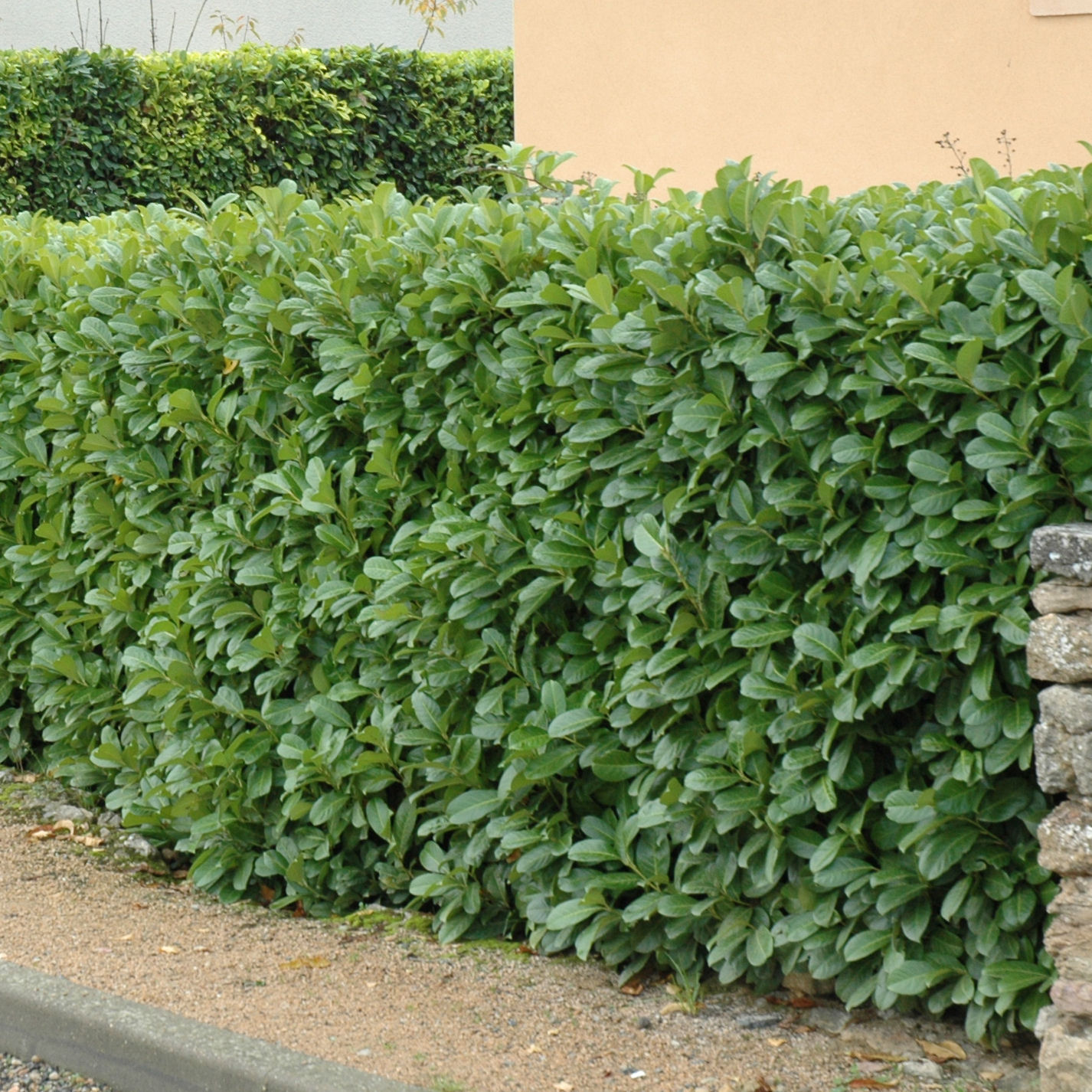 Prix Laurier Palme 1m50