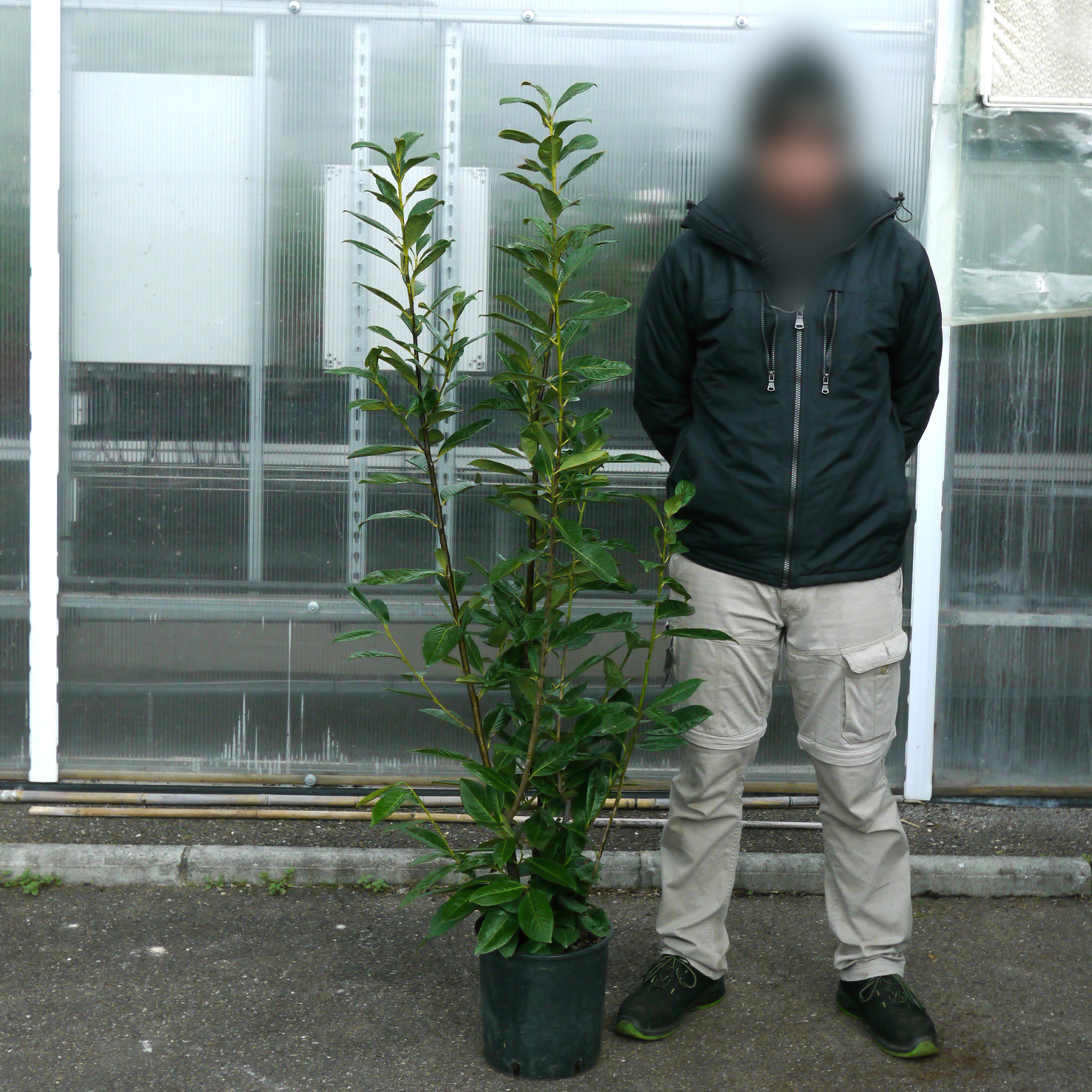 Prix Laurier Palme 2 M