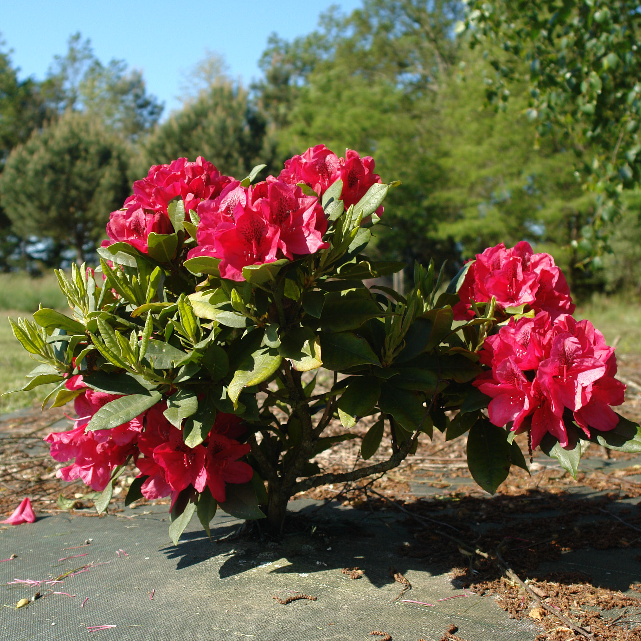 Rhododendron rouge 'Lord Roberts' - Vente en ligne au meilleur prix
