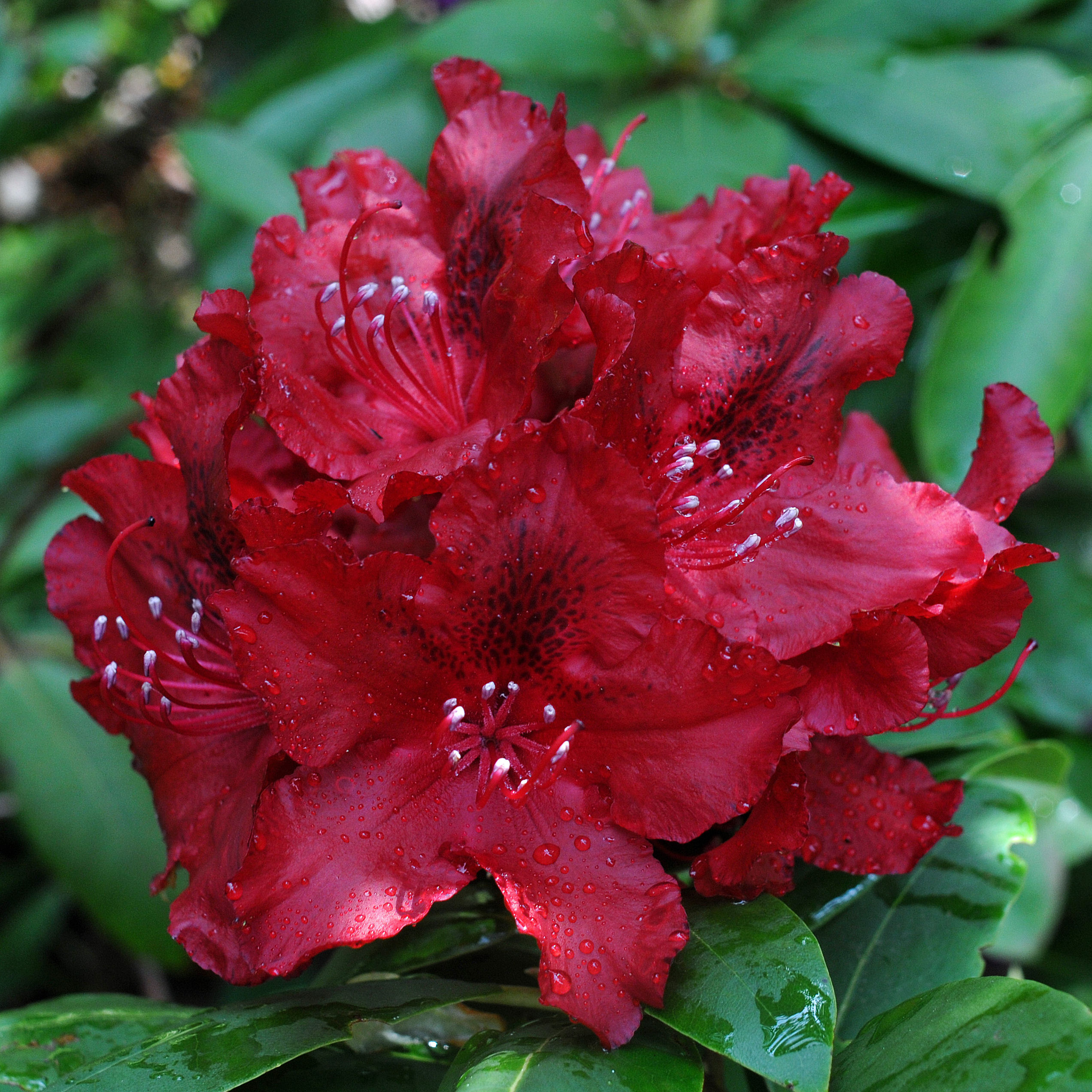Rhododendron rouge 'Lord Roberts' - Vente en ligne au meilleur prix