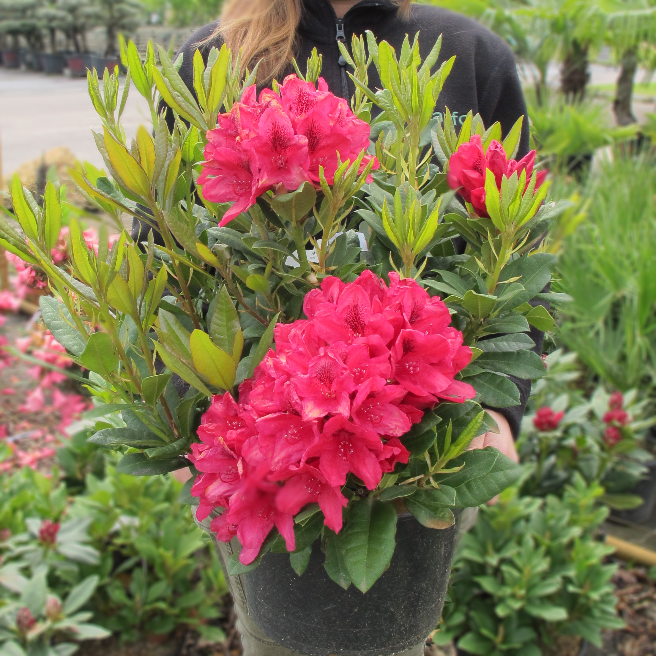 Rhododendron rouge 'Lord Roberts' - Vente en ligne au meilleur prix
