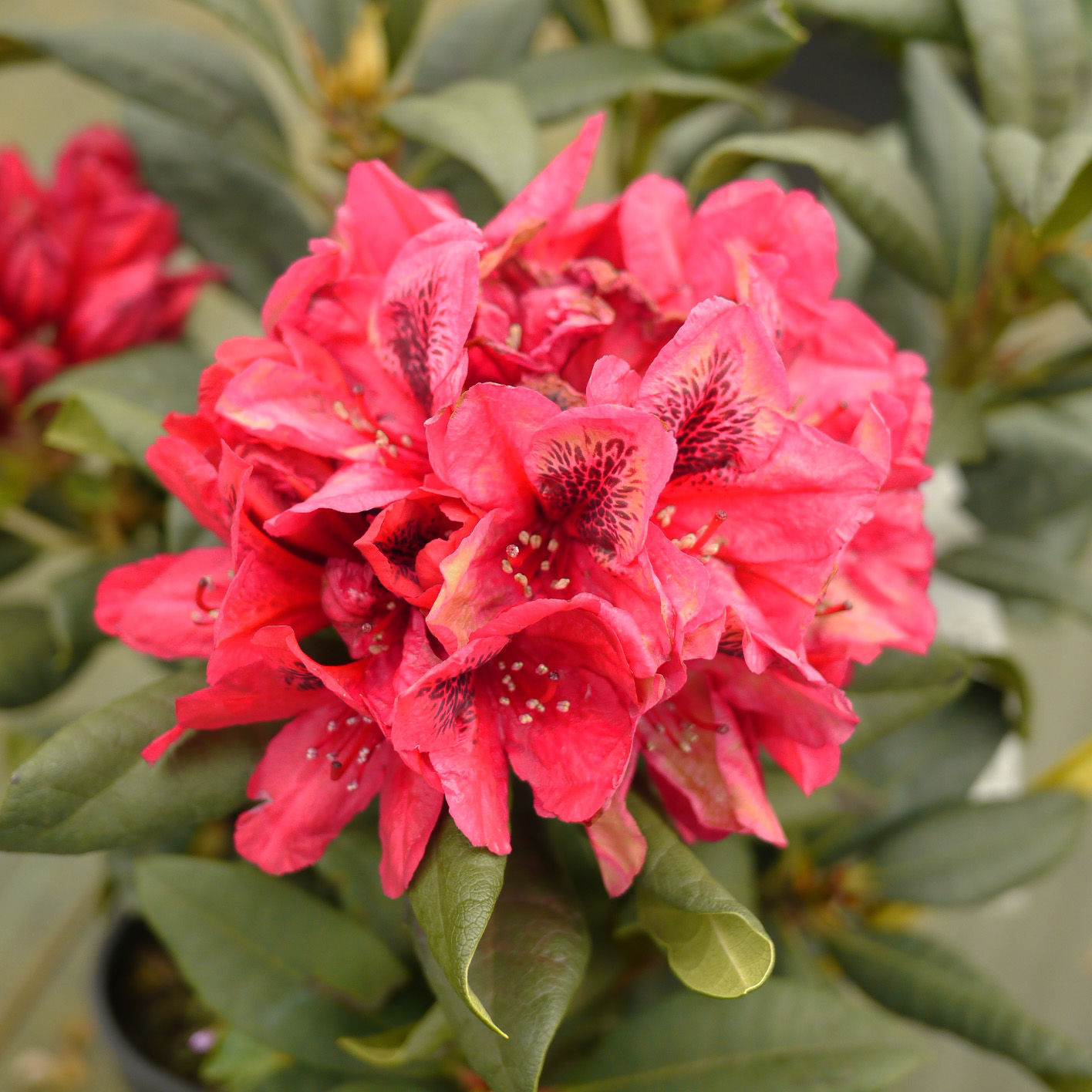 Rhododendron rouge 'Lord Roberts' - Vente en ligne au meilleur prix