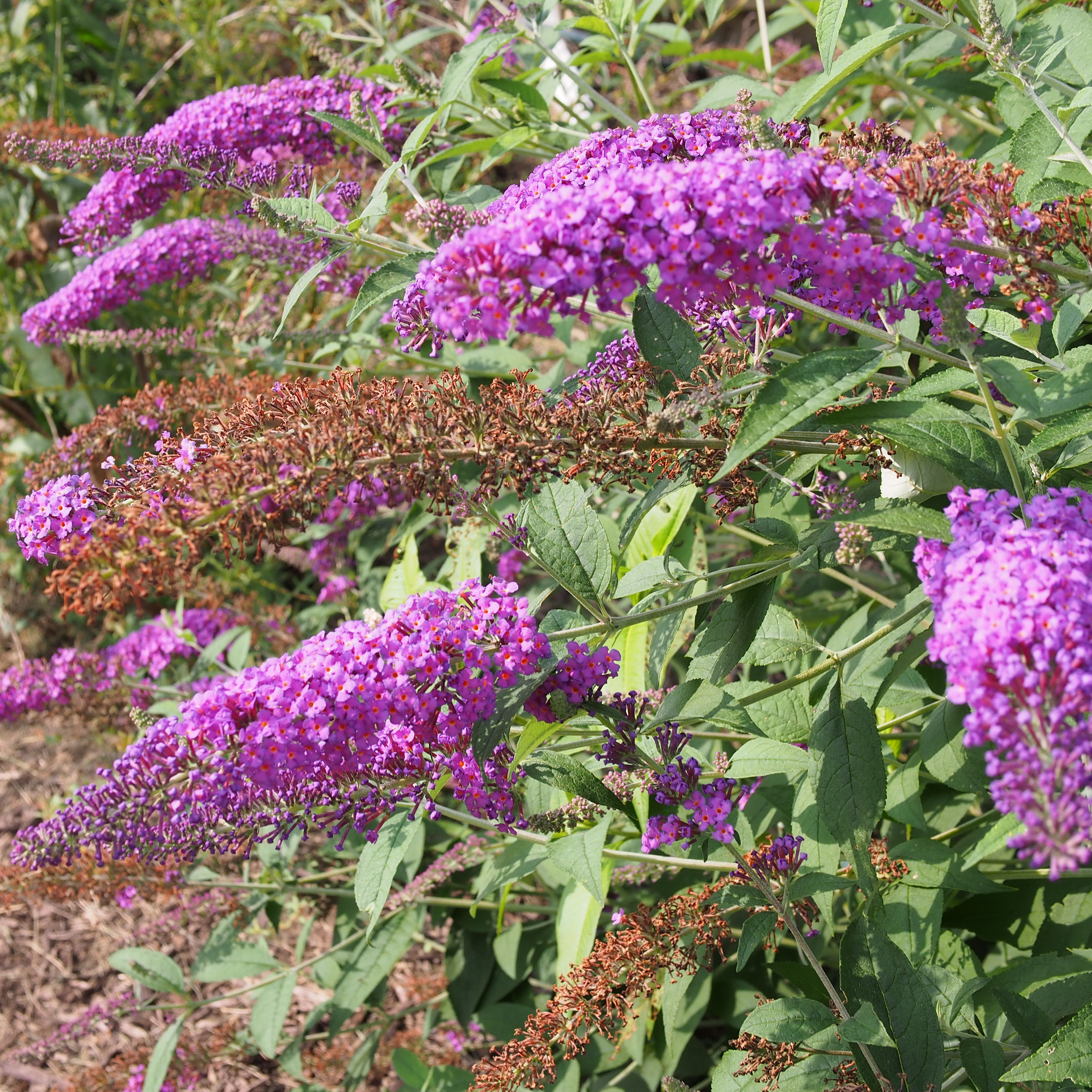 Arbre à papillons nain 'Nanho purple' - Vente en ligne au meilleur prix