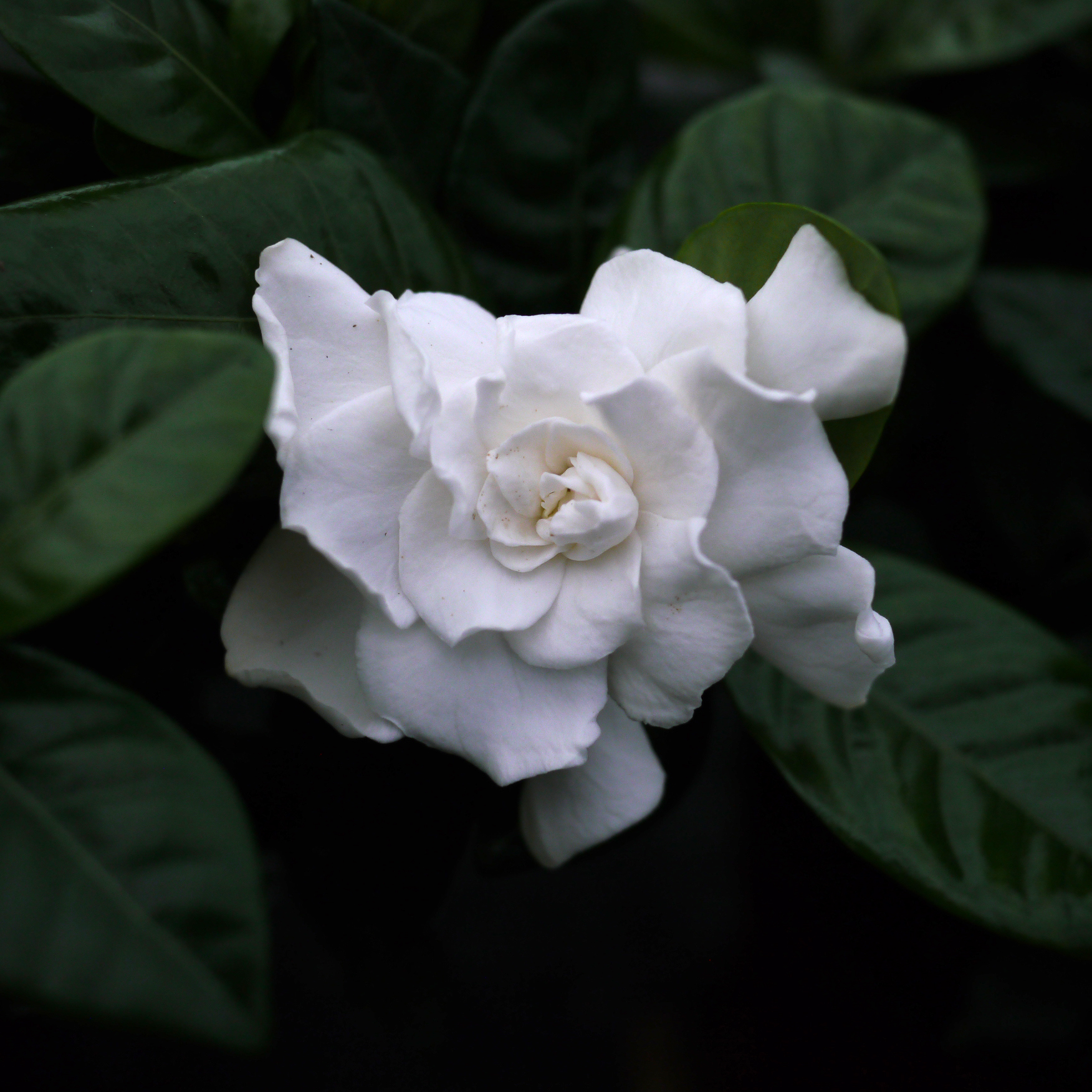 Graines de Gardenia jasminoides - Jasmin du Cap - Boutique Végétale