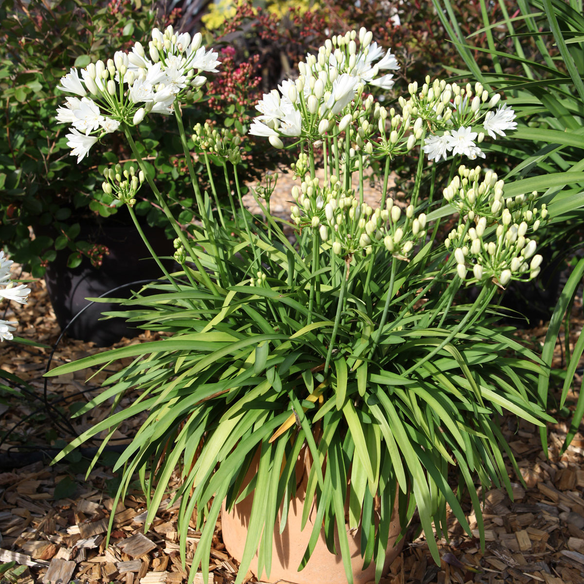 Agapanthe blanche (10 tiges)