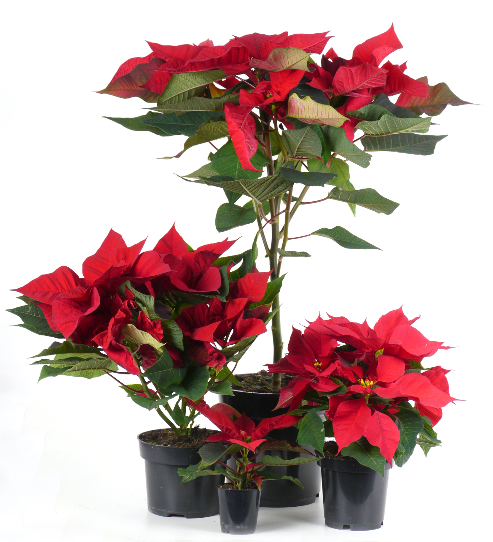 EDG Enzo De Gasperi Candela Stella Rosso H4 cm – Le Gioie EDG Enzo De Gasperi Candela Stella Rosso H4 cm – Le Gioie