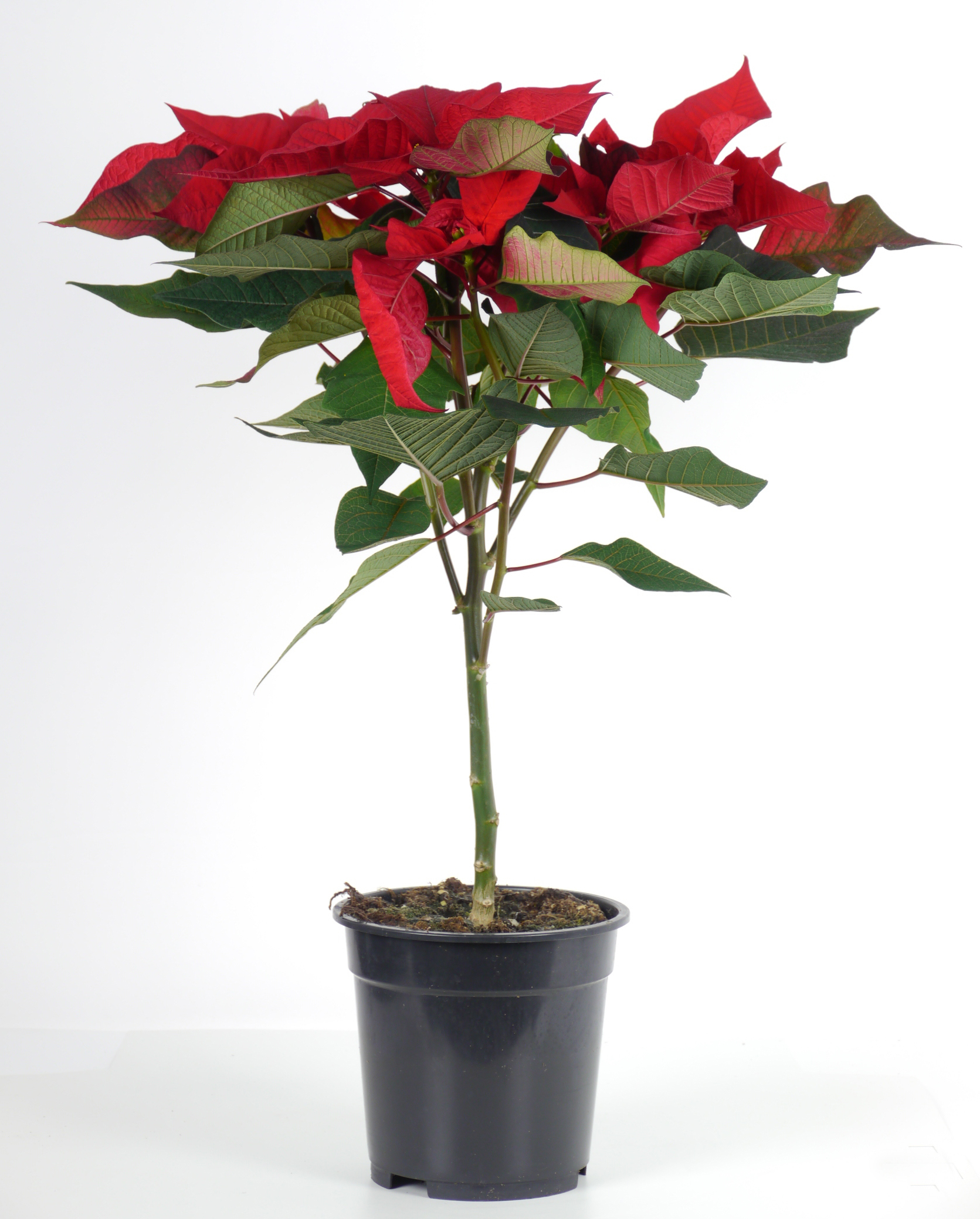 Bougie Cône Rouge EDG Enzo De Gasperi – Étoile De Noël, 33x10,5 Cm