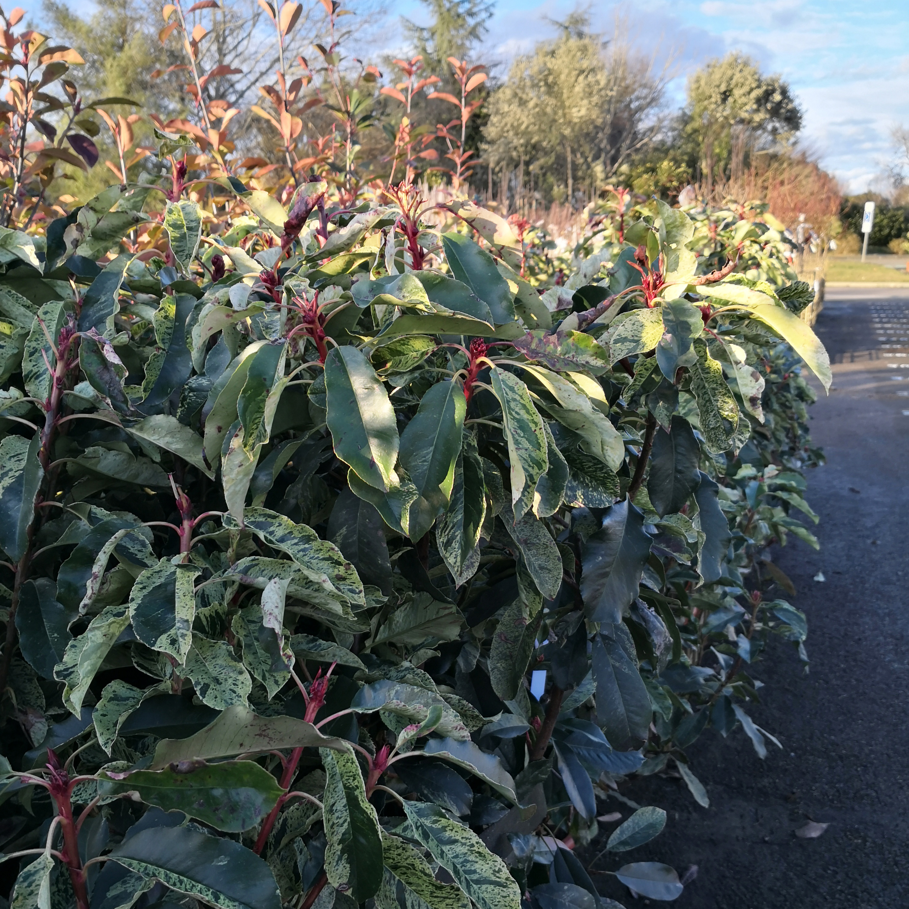 Photinia Prix 1m20null