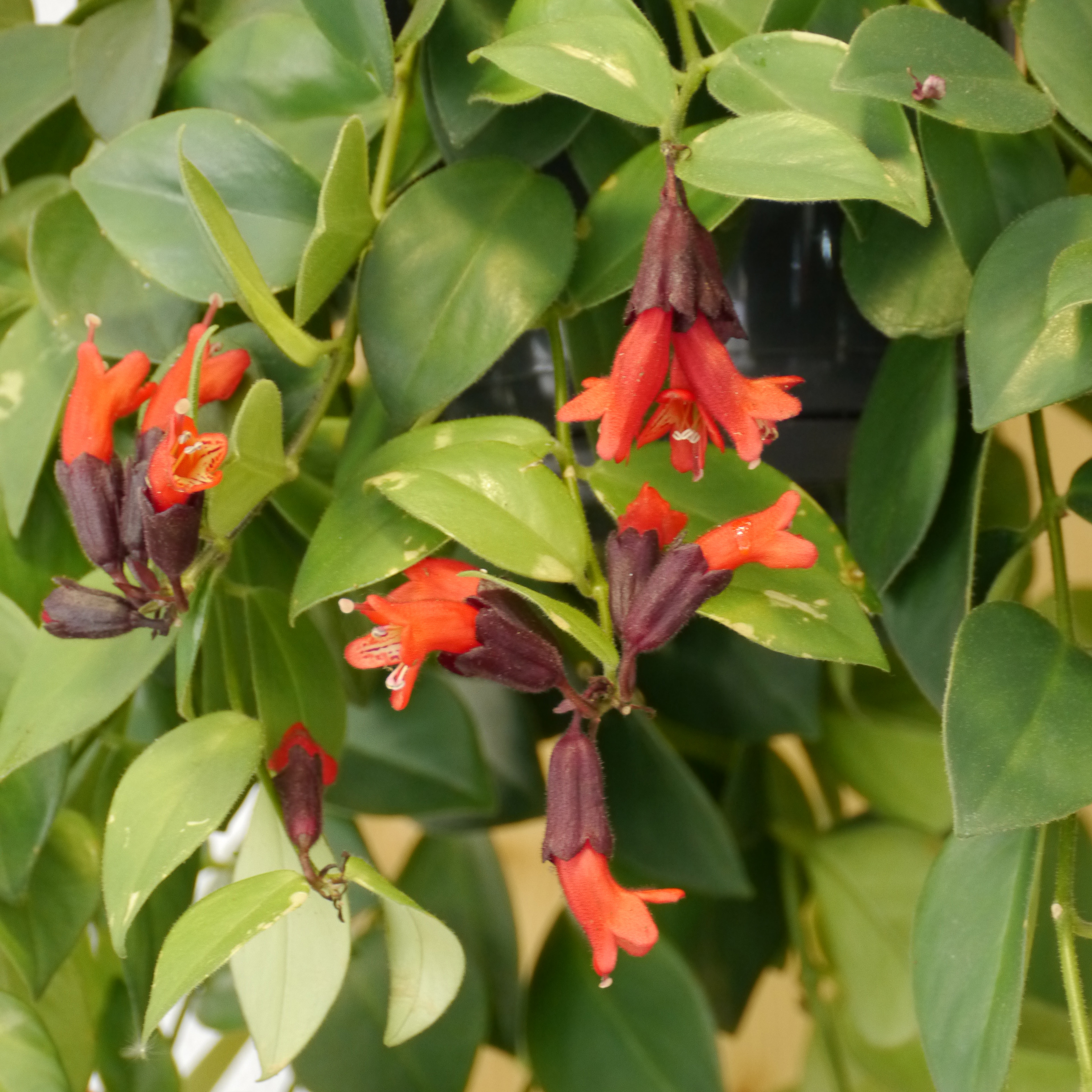 aeschynanthus_0016469.jpg