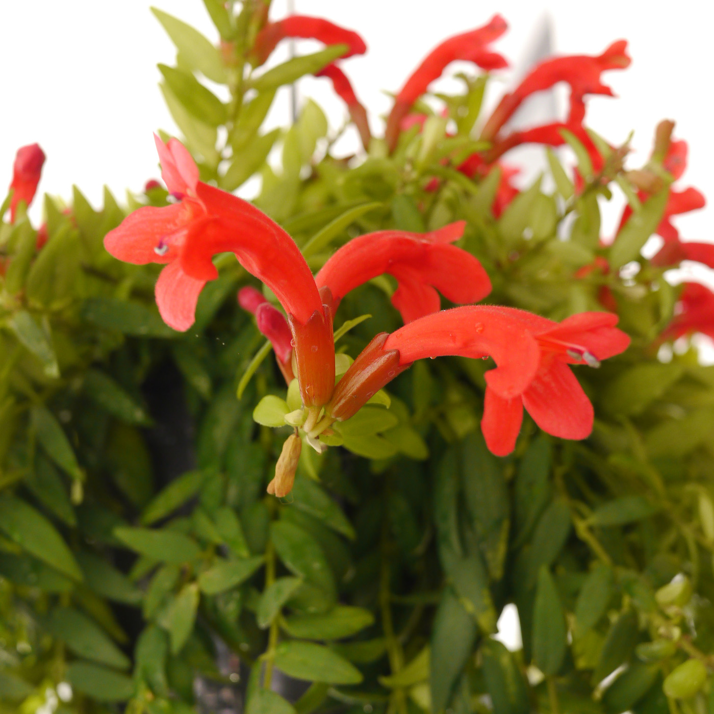 aeschynanthus_0024441.jpg