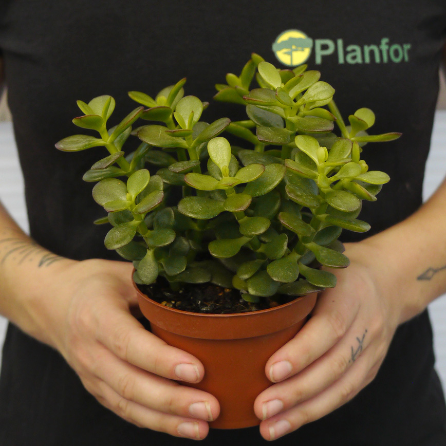 Lot De 3 Plantes Grasses Crassula - Arbre à Argent (Minor, Hobbit, Sunset) - Pot 12 Cm - Plantes D'intérieur Faciles à Entretenir - 5