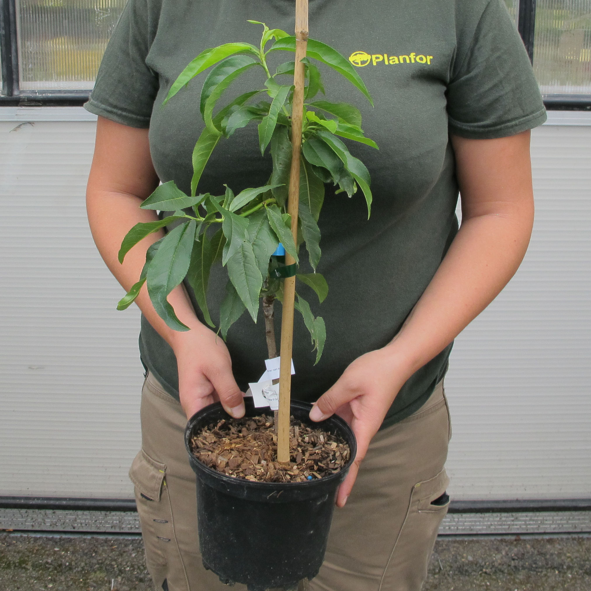 Savini Vivai Pêcher Nain 100-110cm - Plante Fruitière En Pot Fabriquée Italie Arbre Fruitier Nain Italien