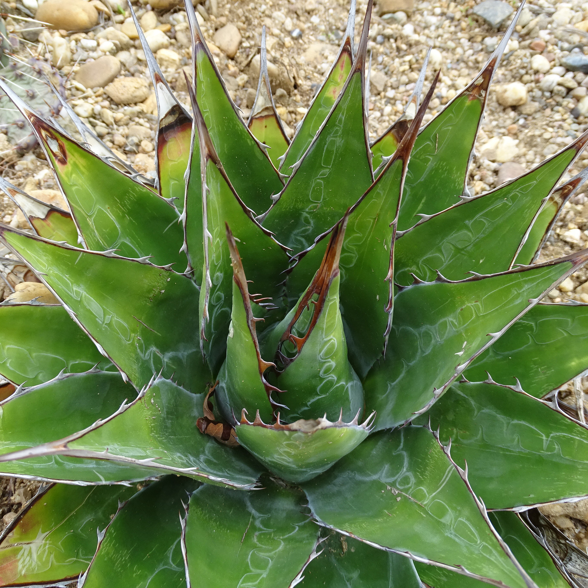 Agave des montagnes (Agave montana) main image 0