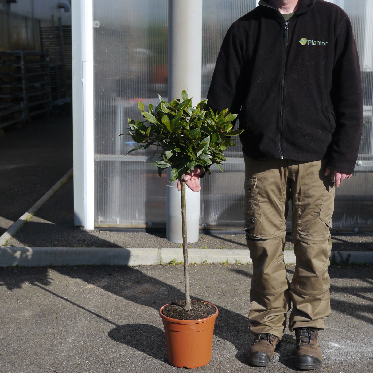 Laurier sauce Tige Vente en ligne au meilleur prix