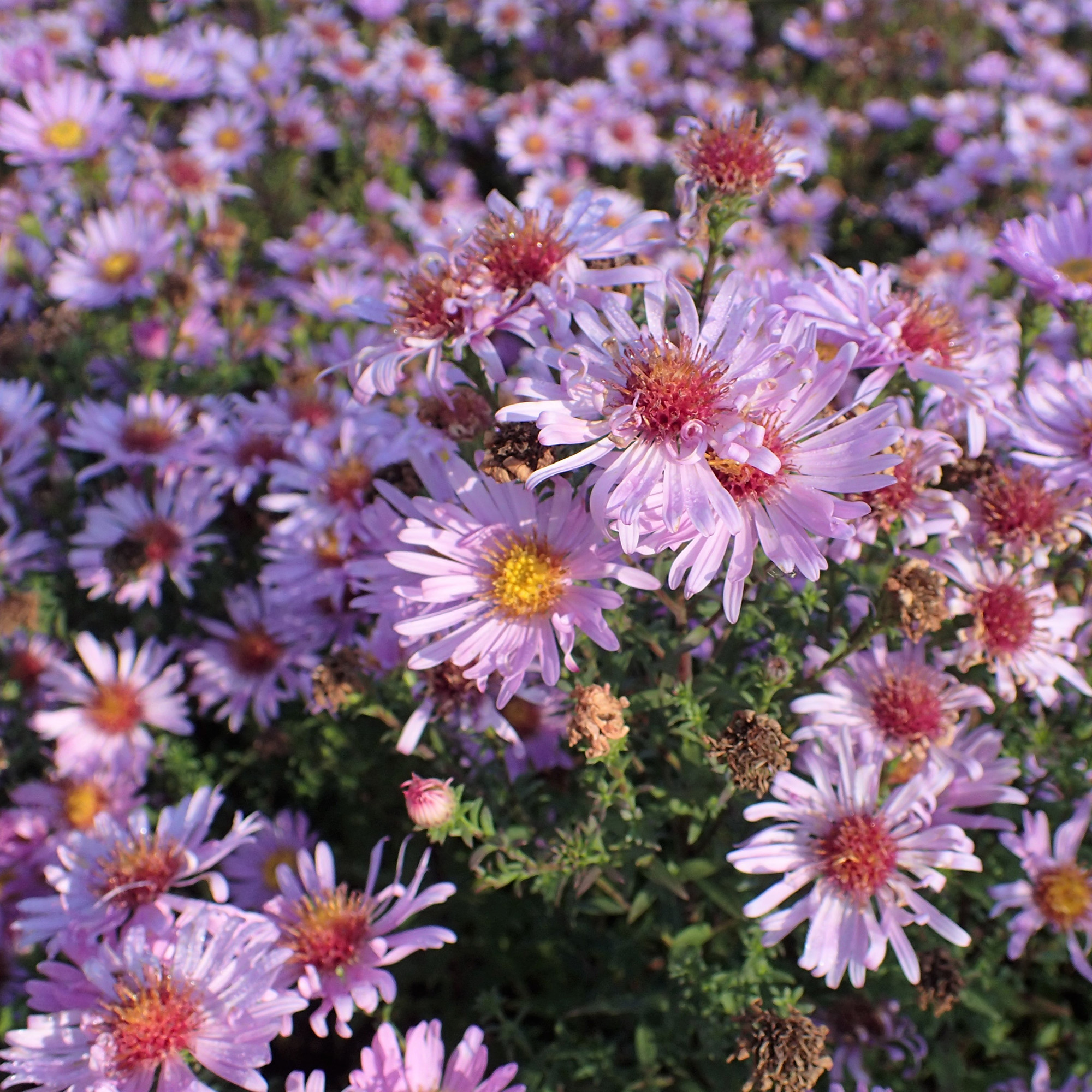 Aster D automne Rose Vente En Ligne Au Meilleur Prix