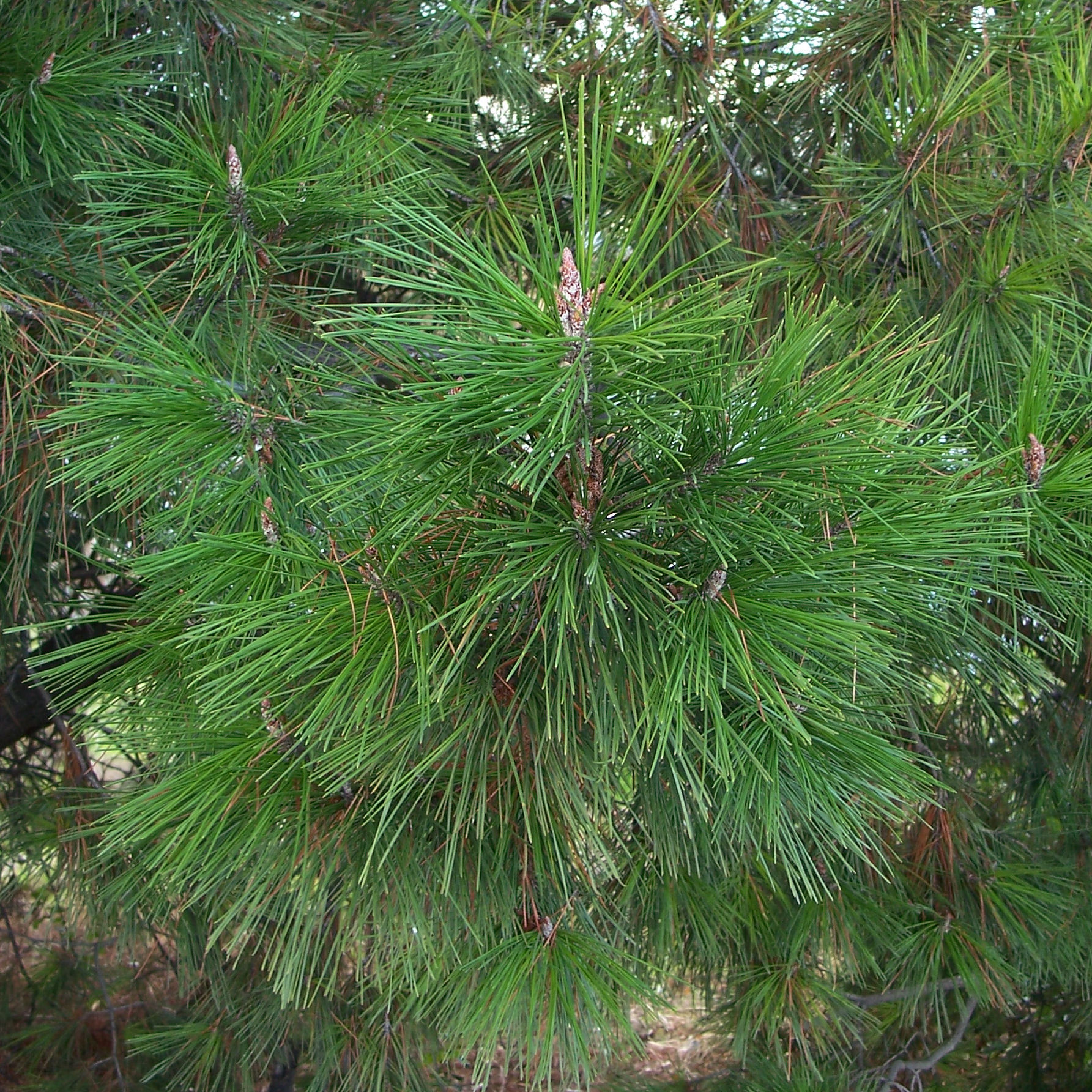Pin radiata, Pin de Monterey - Vente en ligne au meilleur prix