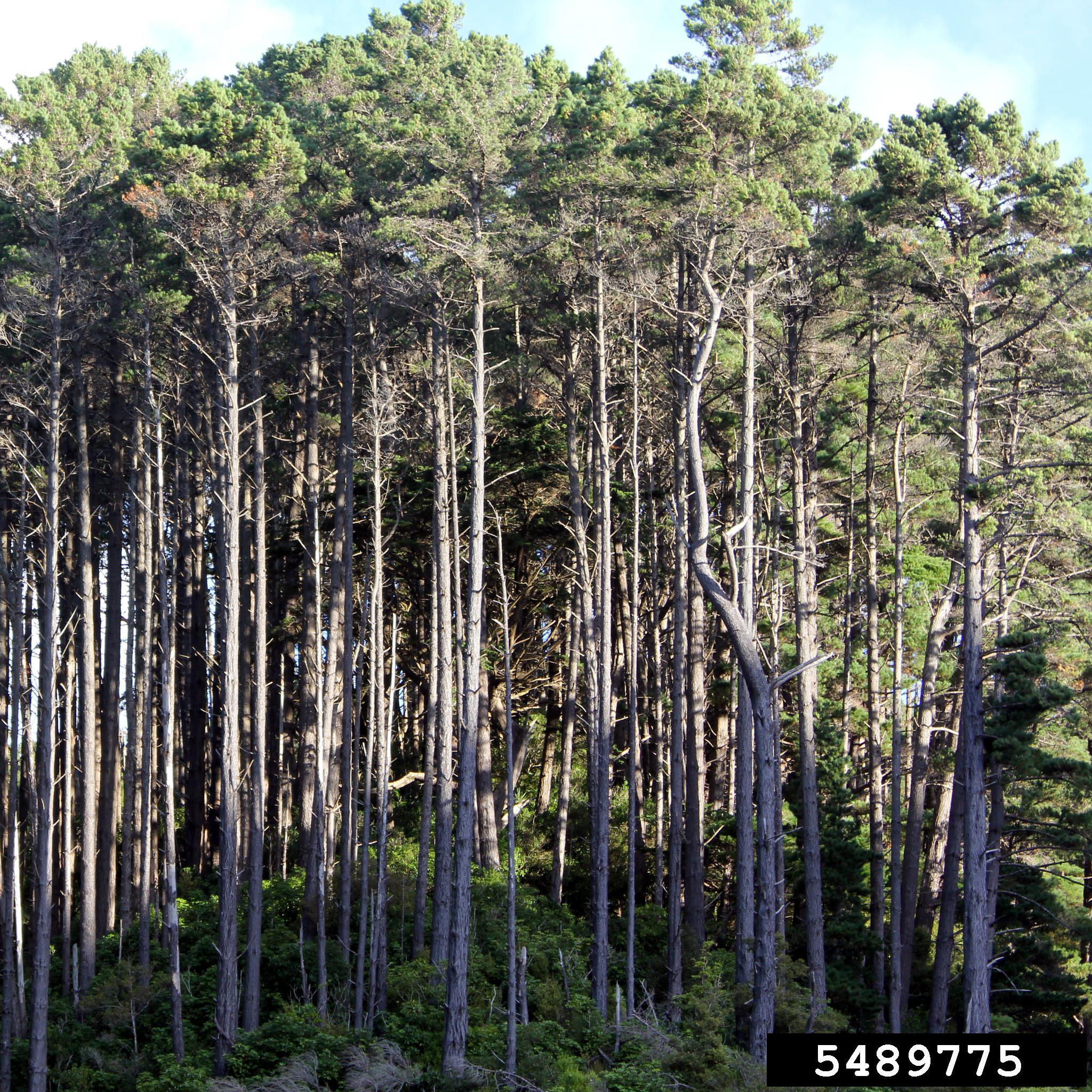 Pin radiata, Pin de Monterey - Vente en ligne au meilleur prix