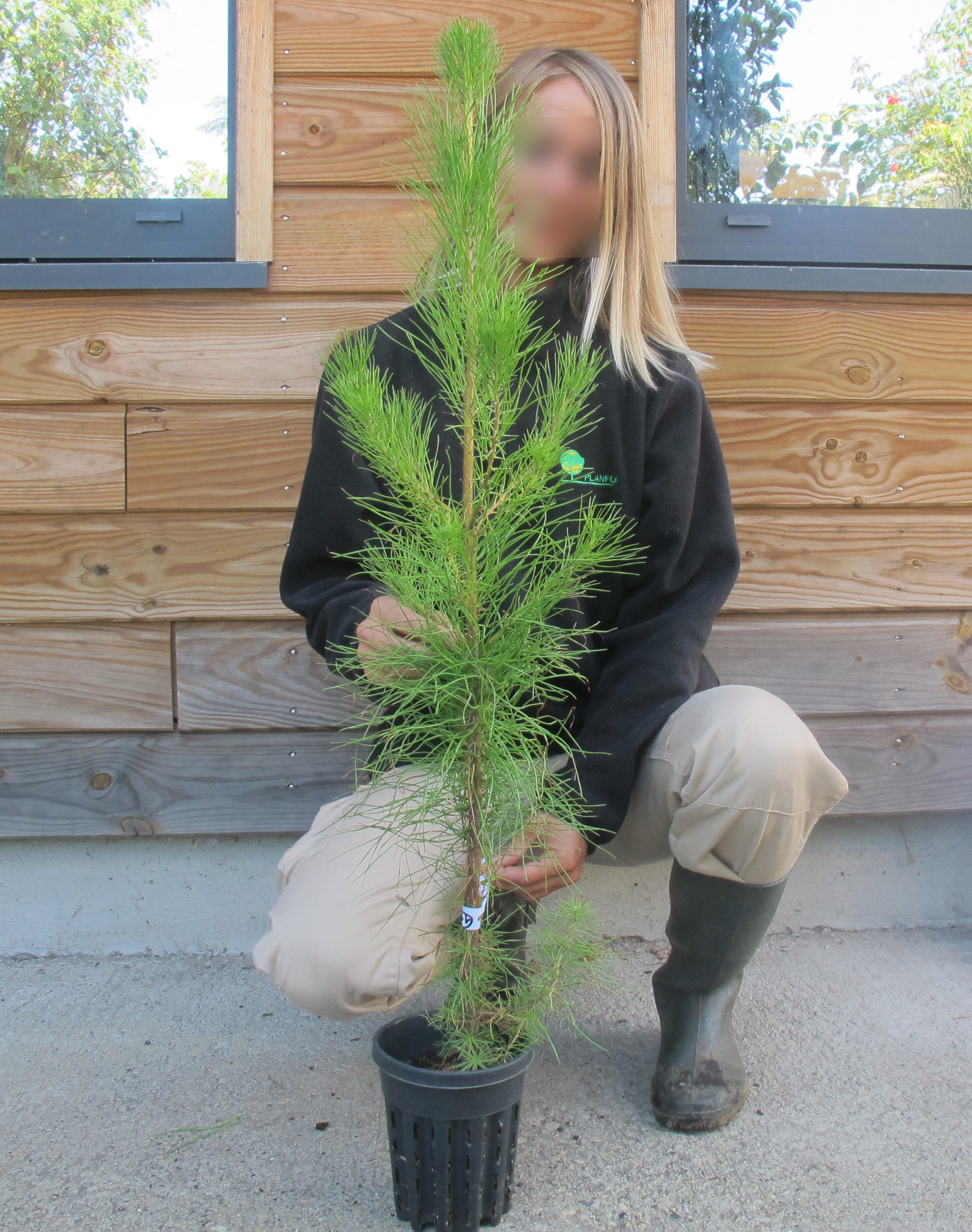 Pin radiata, Pin de Monterey - Vente en ligne au meilleur prix