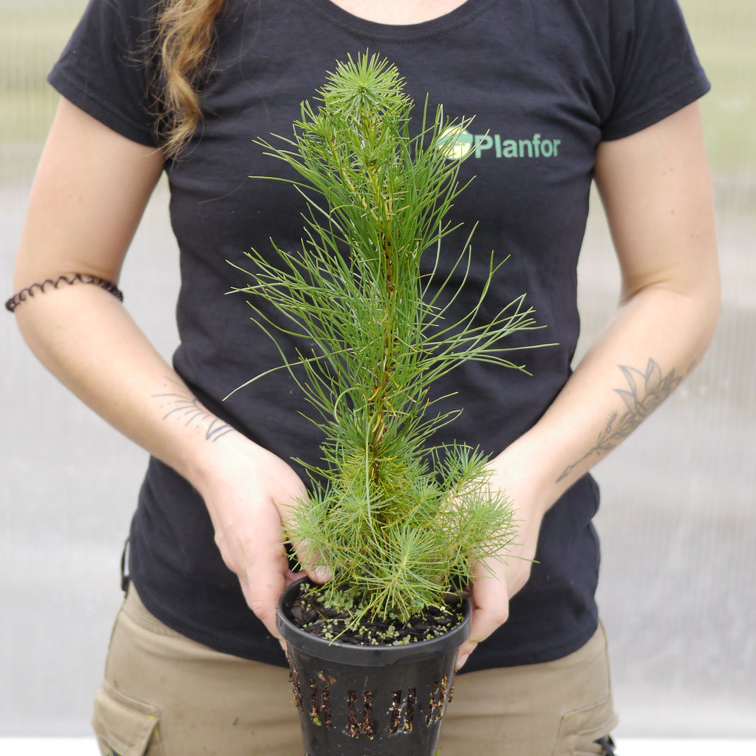 Pin radiata, Pin de Monterey - Vente en ligne au meilleur prix