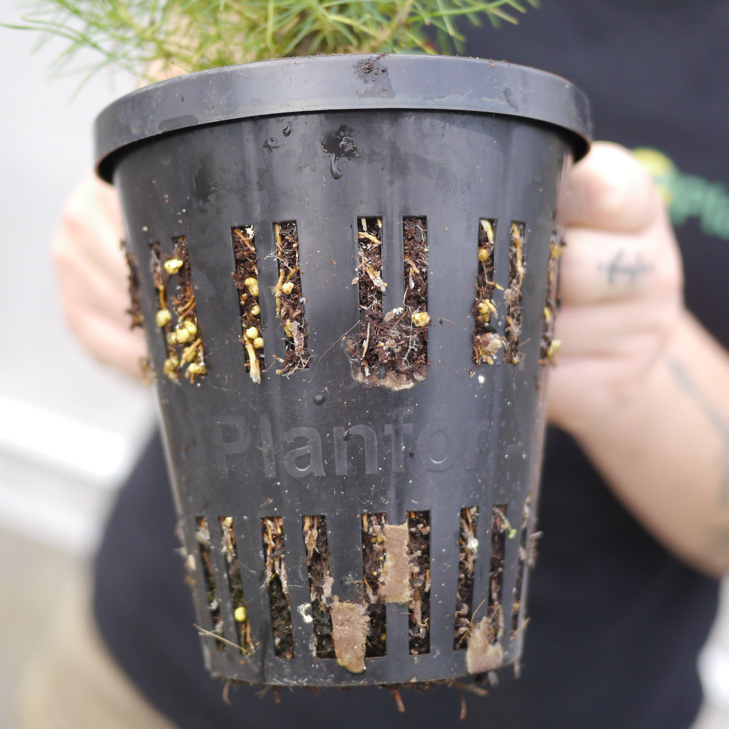 Pin radiata, Pin de Monterey - Vente en ligne au meilleur prix