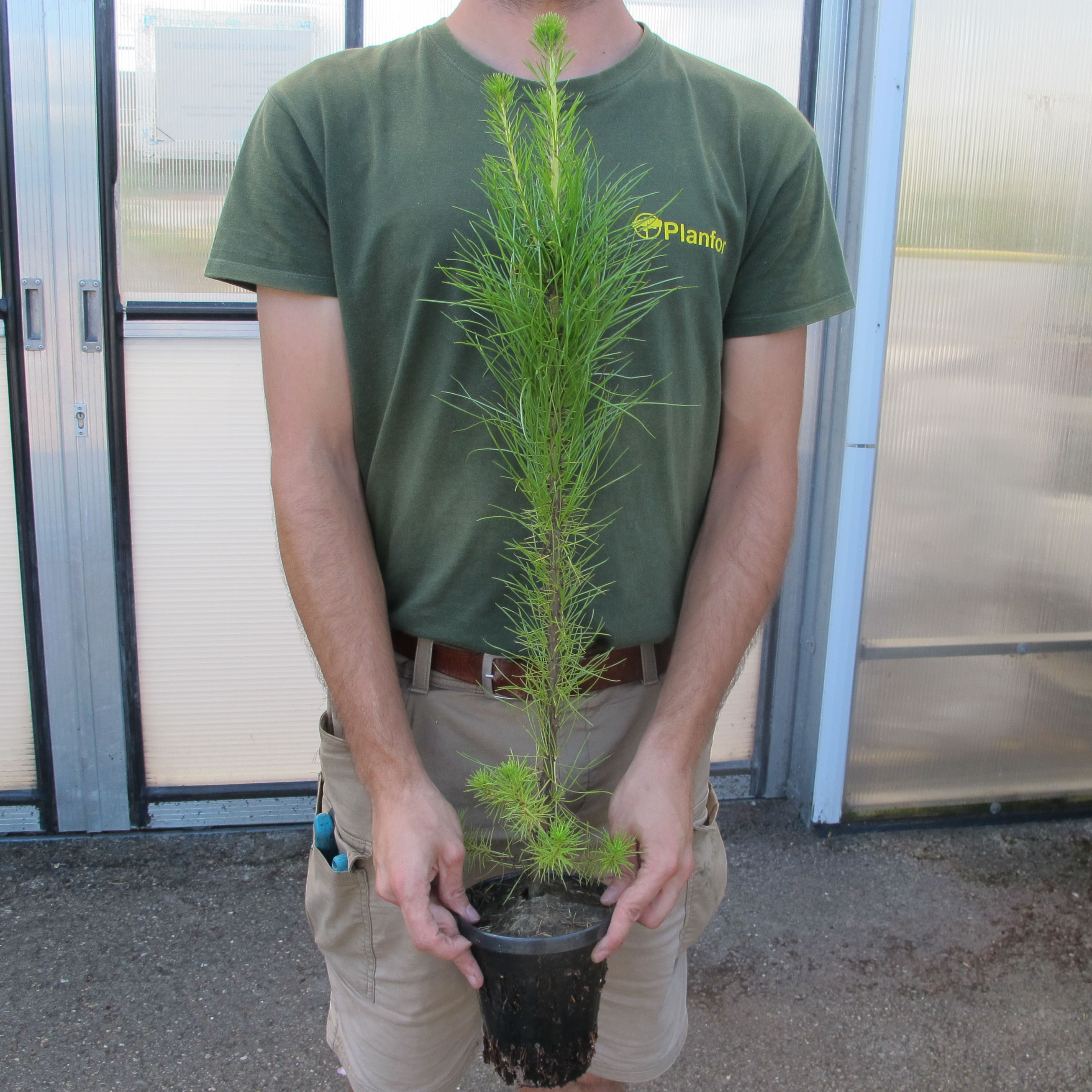 Pin radiata, Pin de Monterey - Vente en ligne au meilleur prix