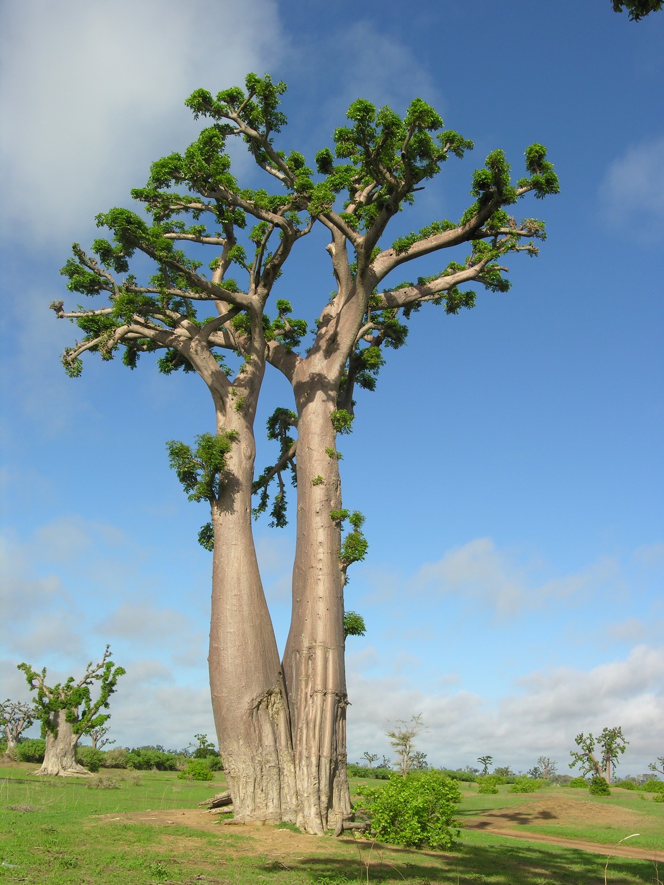 Baobab - Vente en ligne au meilleur prix
