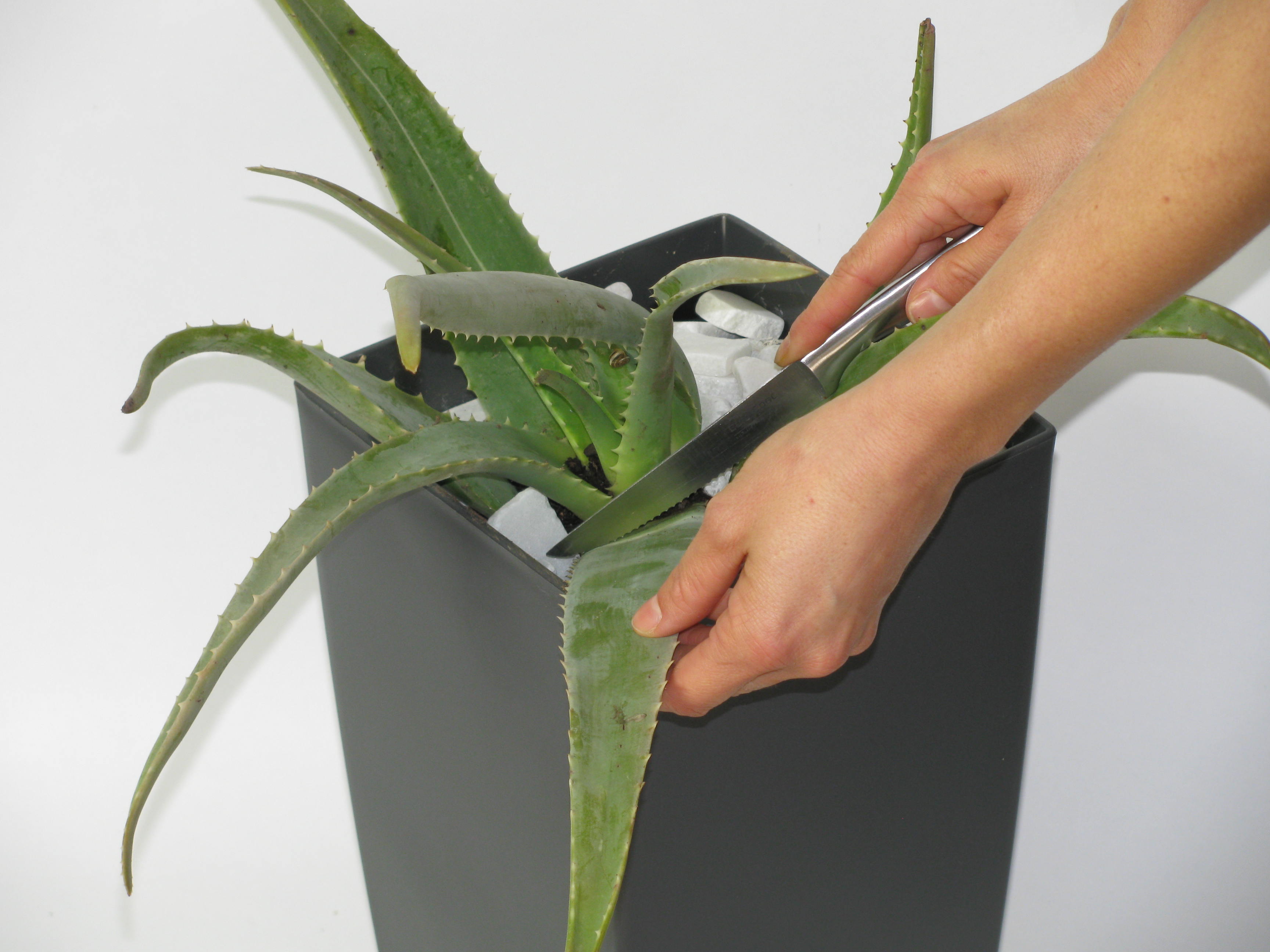 Prix D Une Plante Aloe Vera