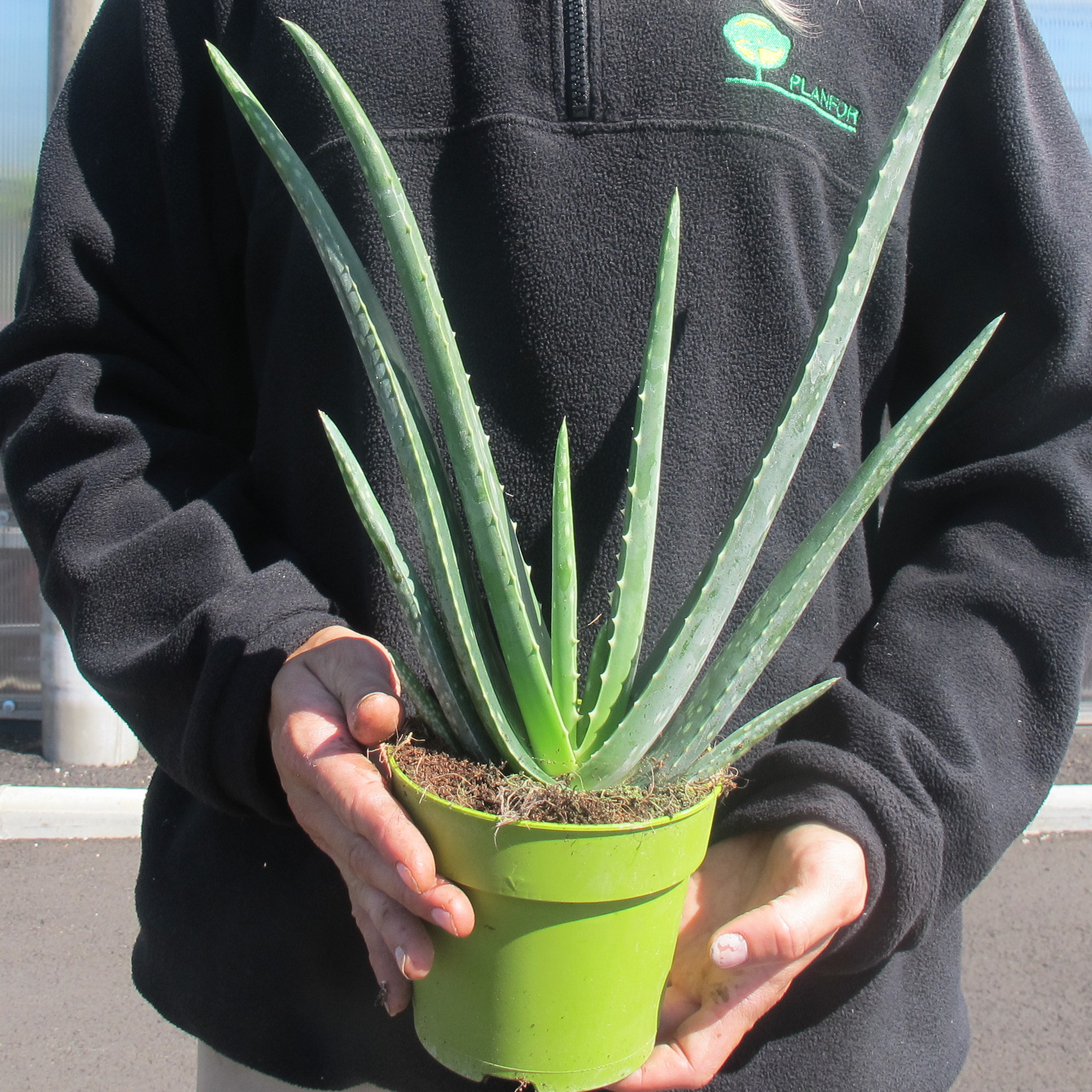 Prix D Une Plante Aloe Vera