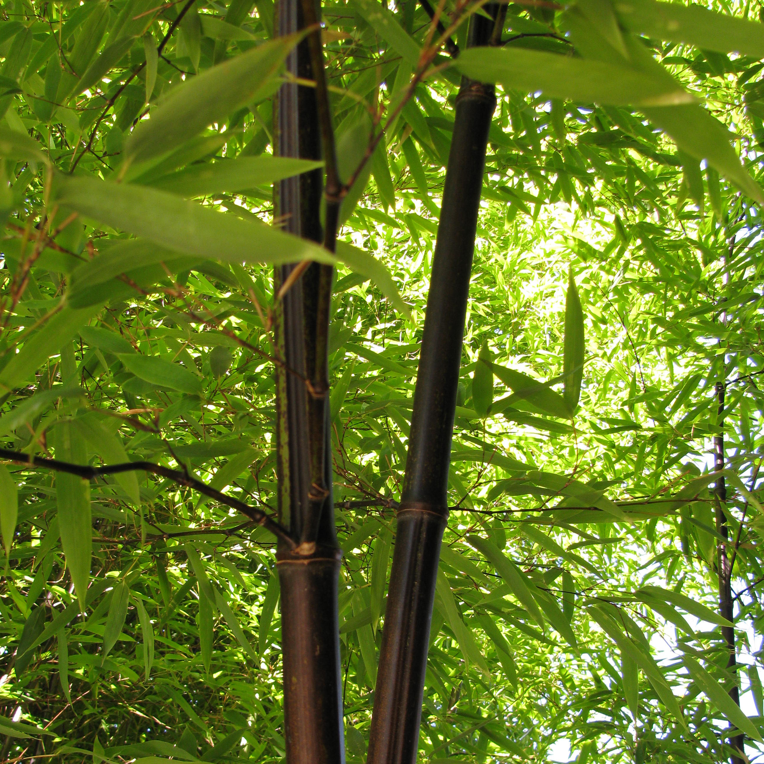 Bambou Phyllostachys nigra - Vente en ligne au meilleur prix